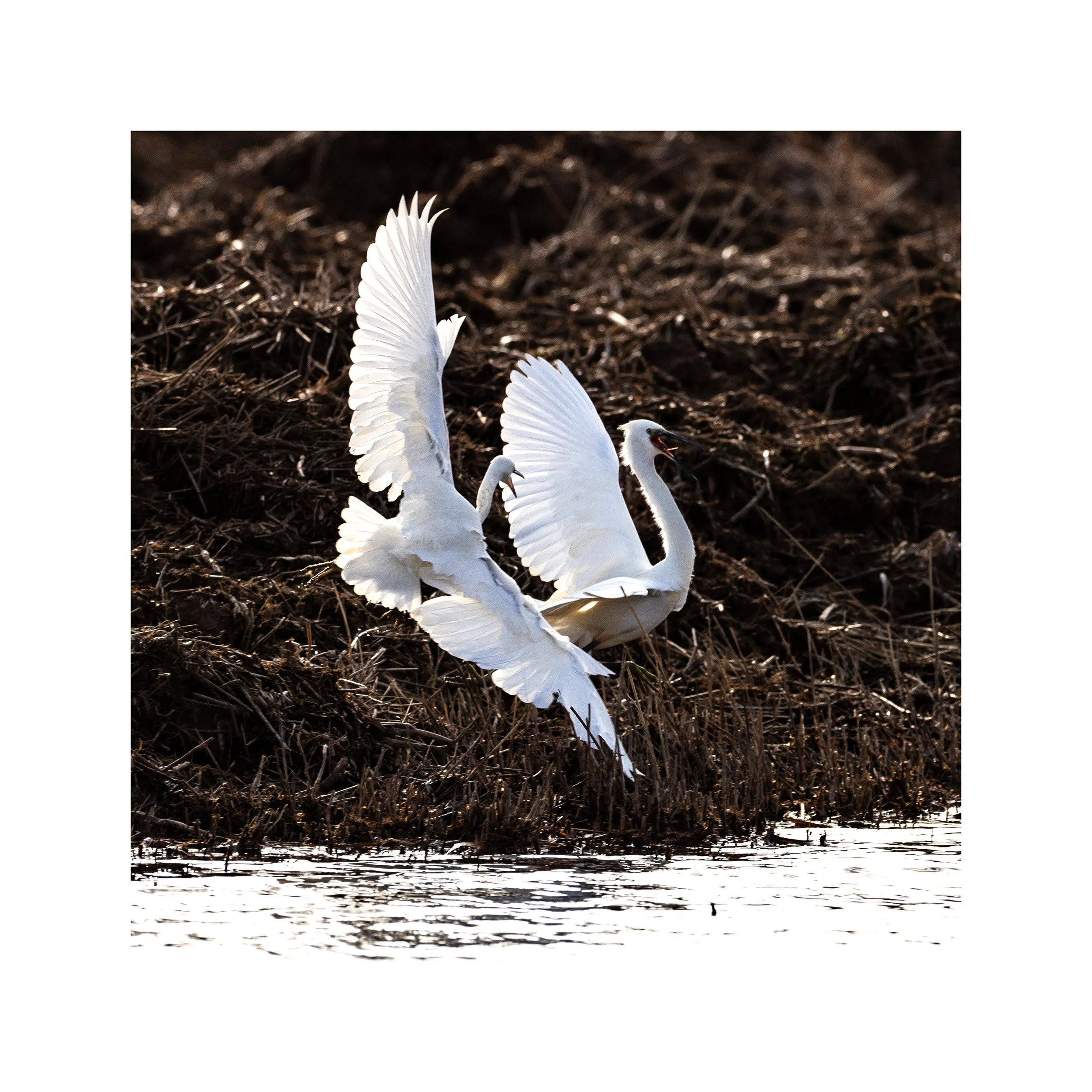 20230131_Frampton Sands_255.jpg