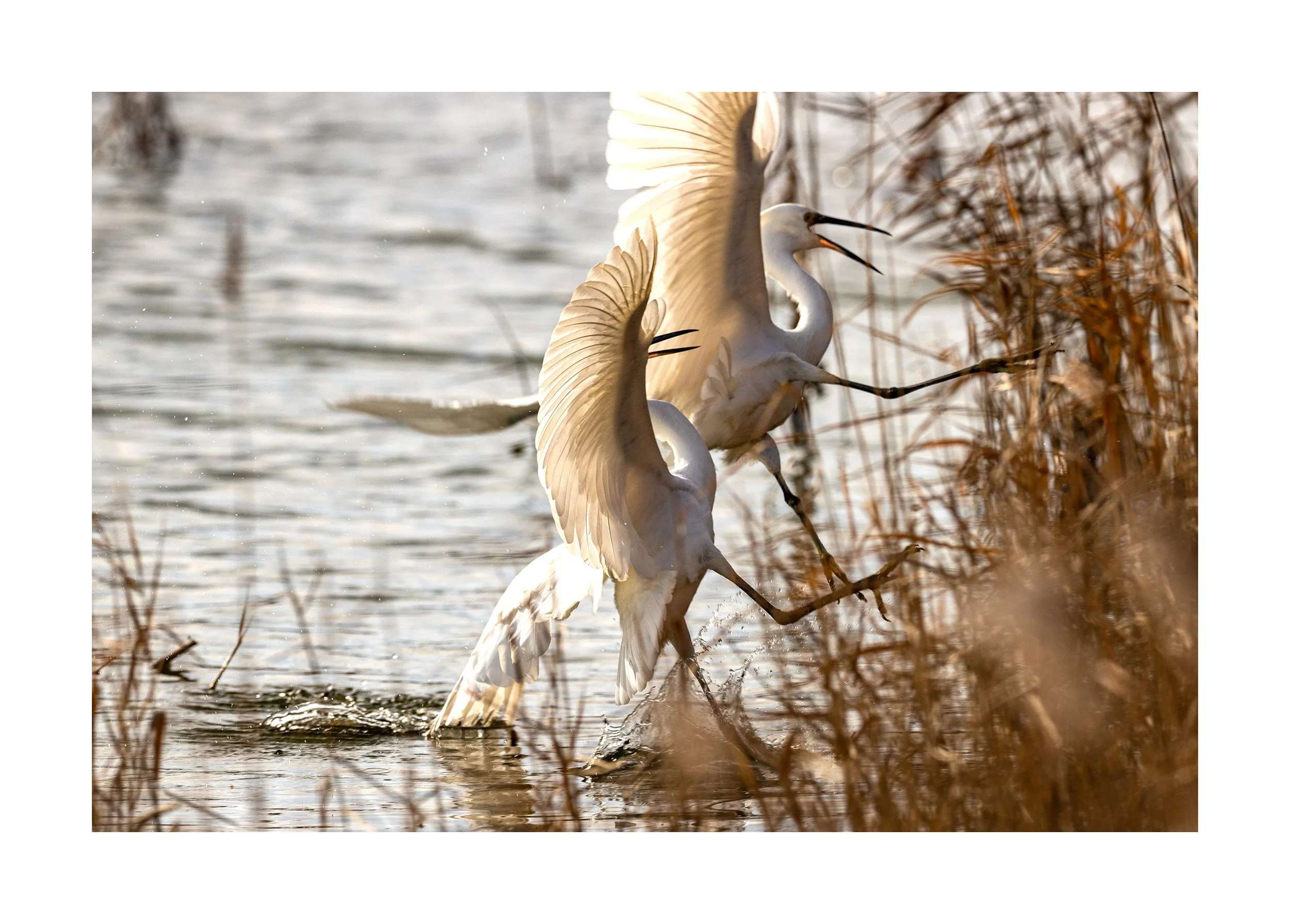 20230131_Frampton Sands_250.jpg