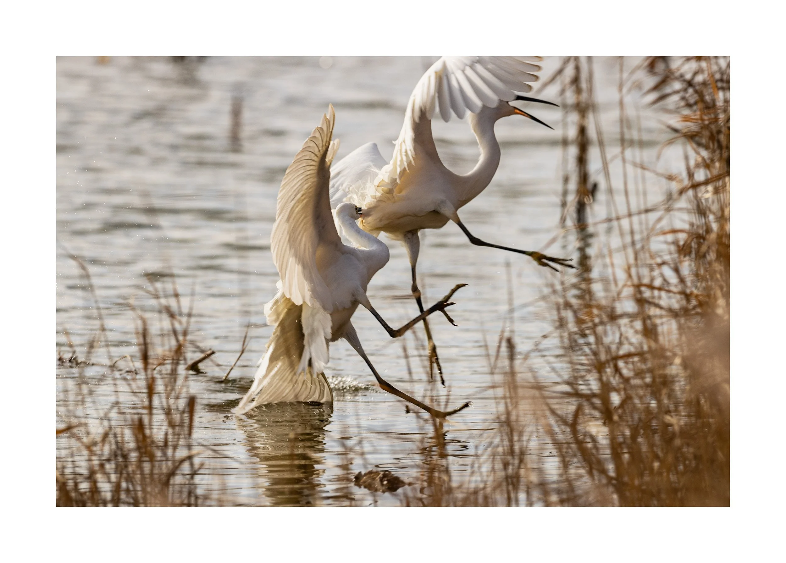 20230131_Frampton Sands_249.jpg