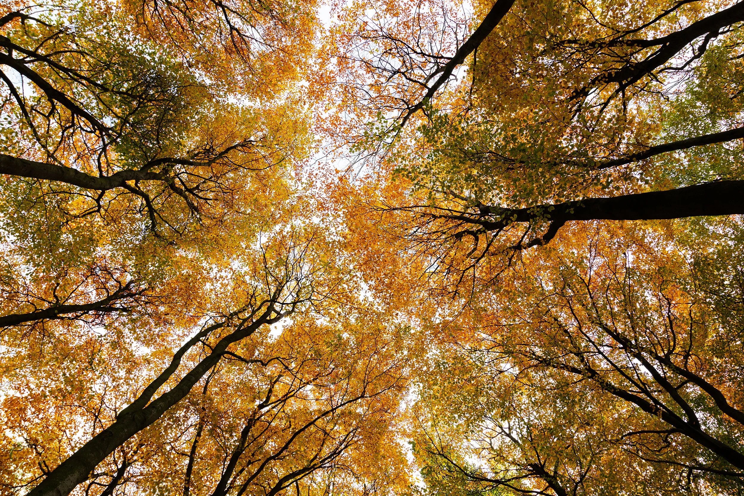 20211110_Thieves Wood_35.jpg