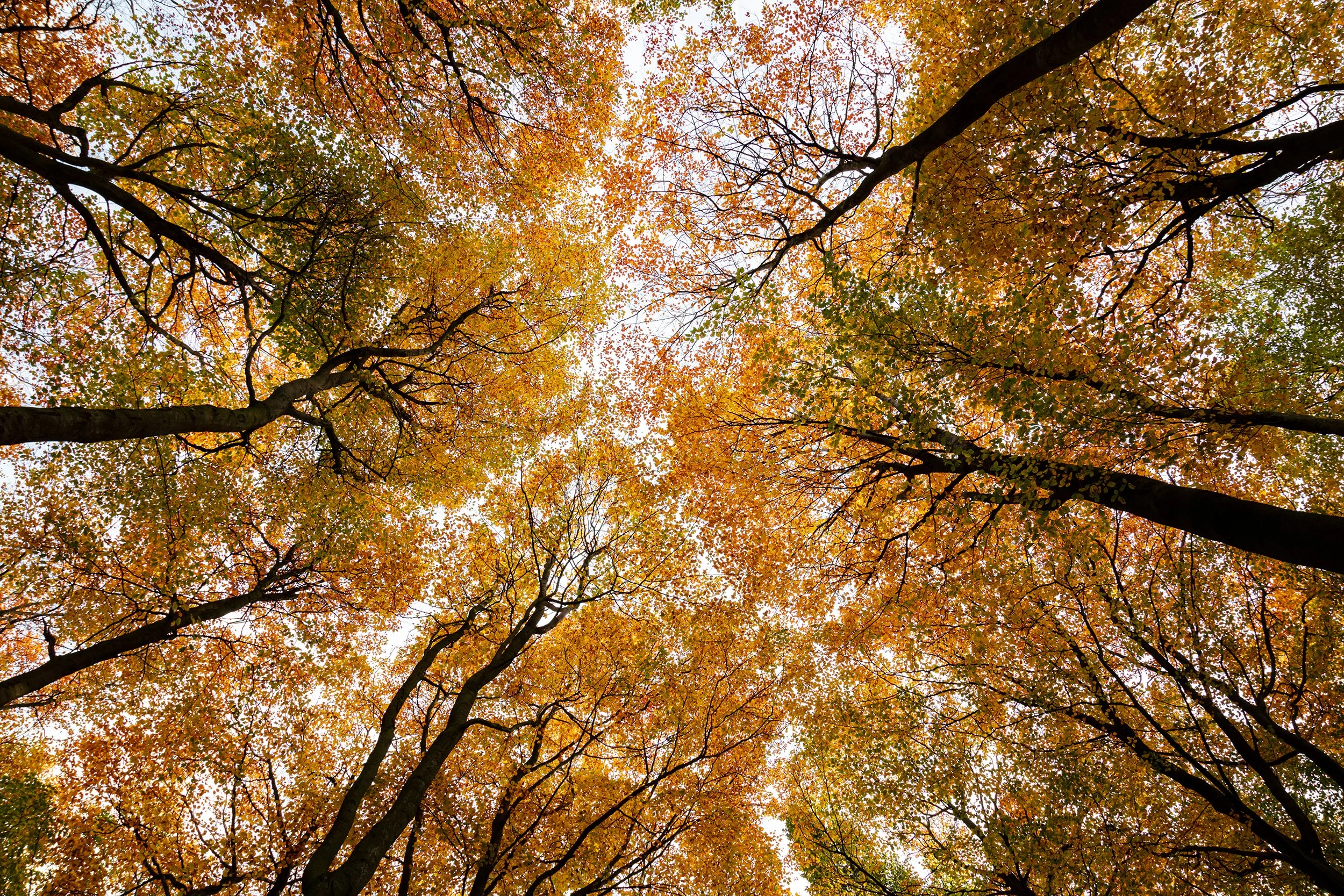 20211110_Thieves Wood_34.jpg