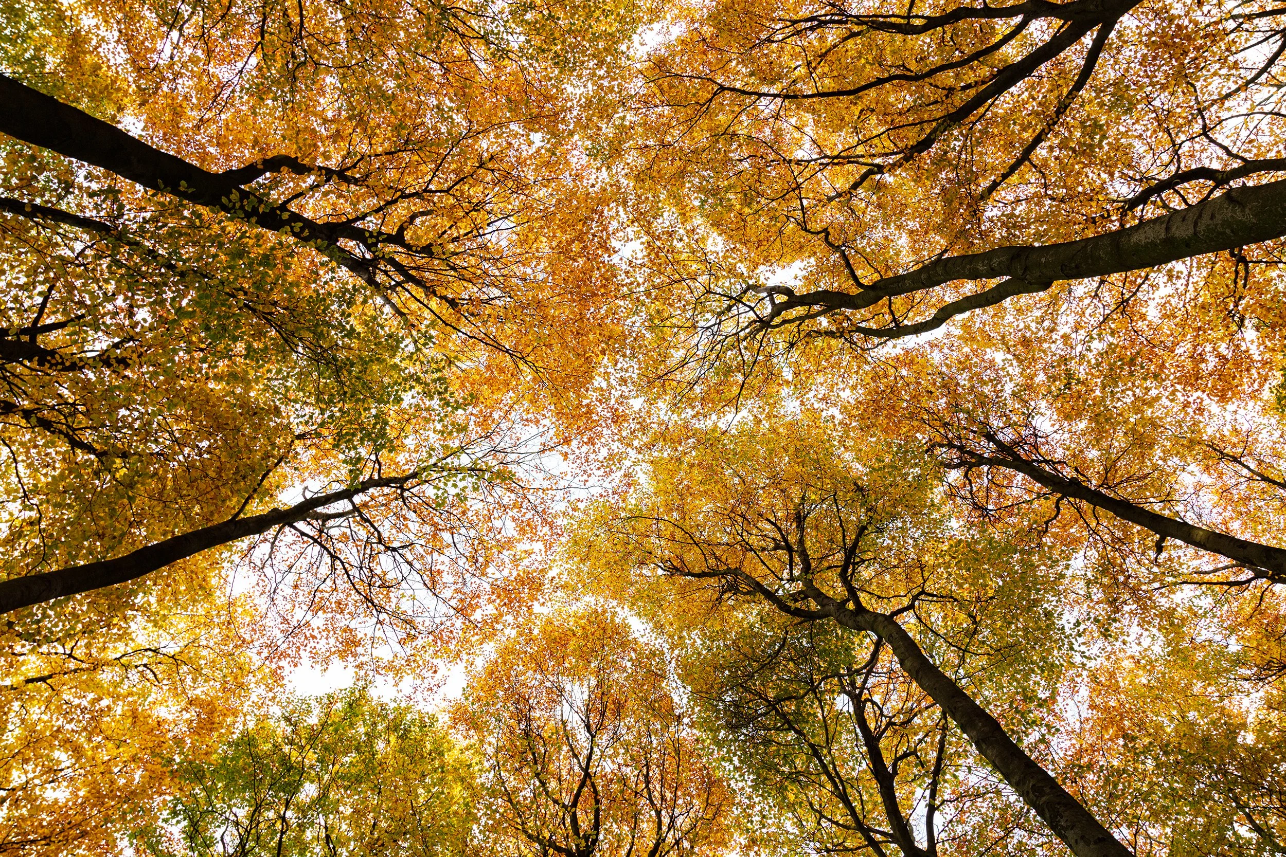 20211110_Thieves Wood_36.jpg