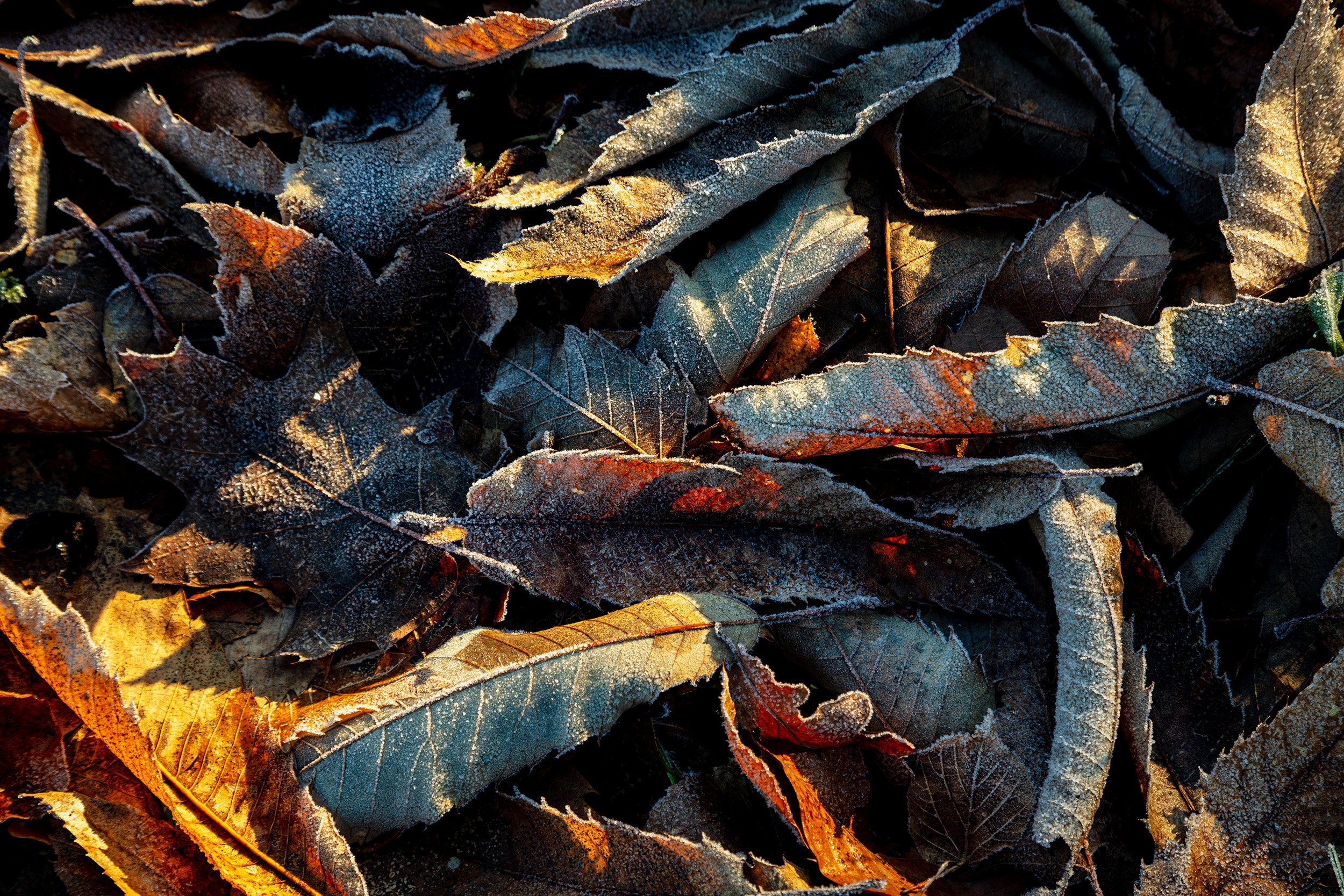 20230117_Clumber Park_15.jpg