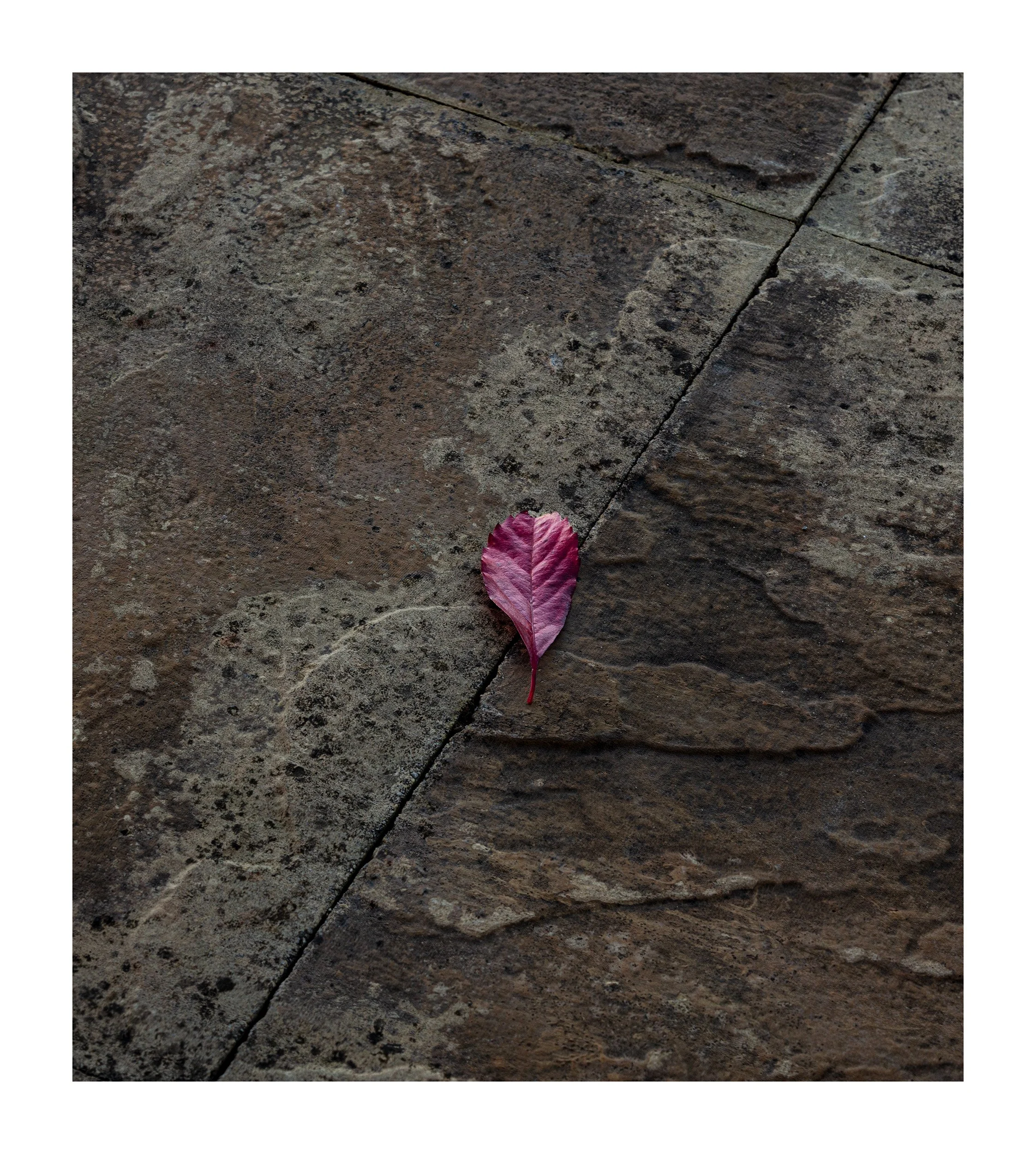 20231014_Thieves Wood_16.jpg