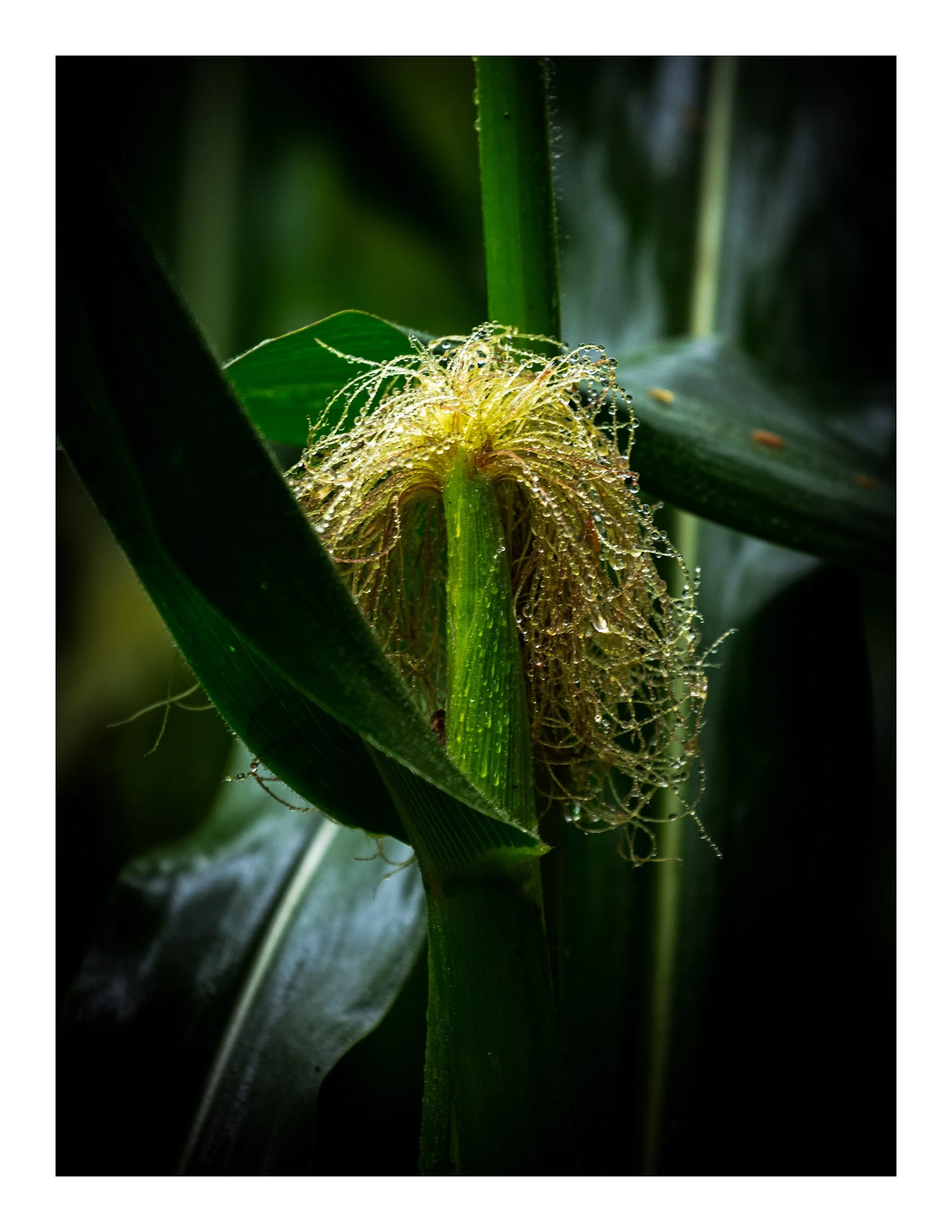 20200816_untitled shoot_9852.jpg