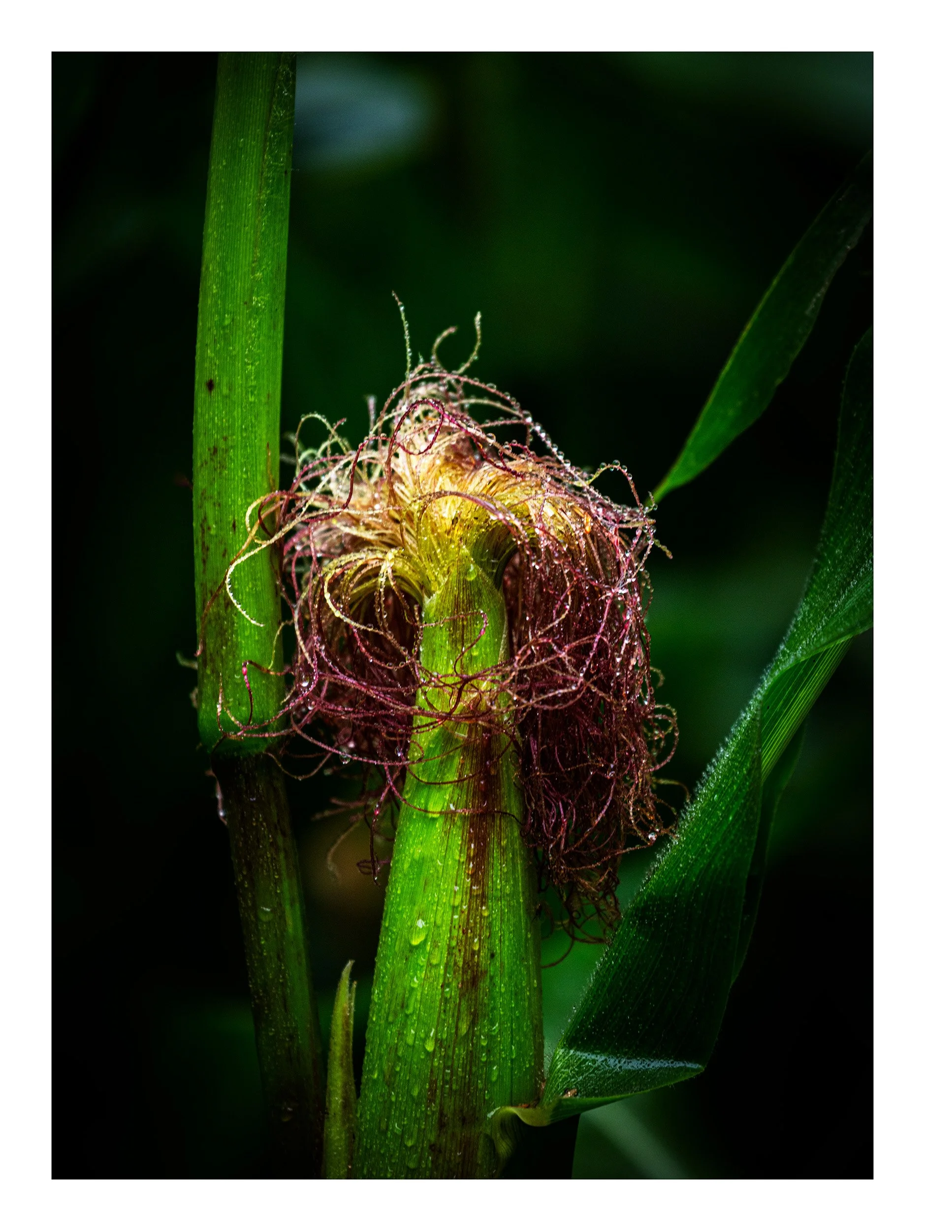 20200816_untitled shoot_9751.jpg