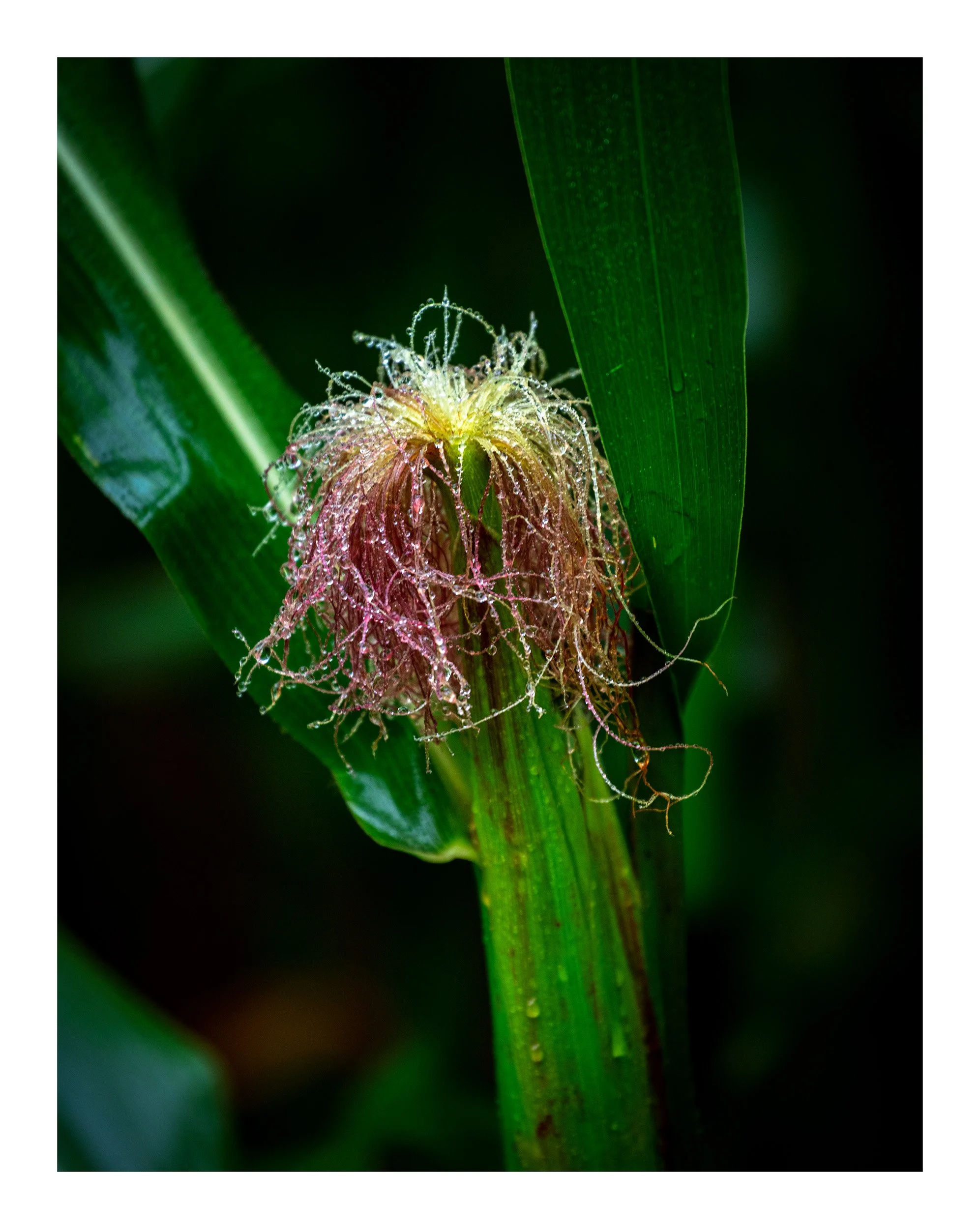 20200816_untitled shoot_9697.jpg