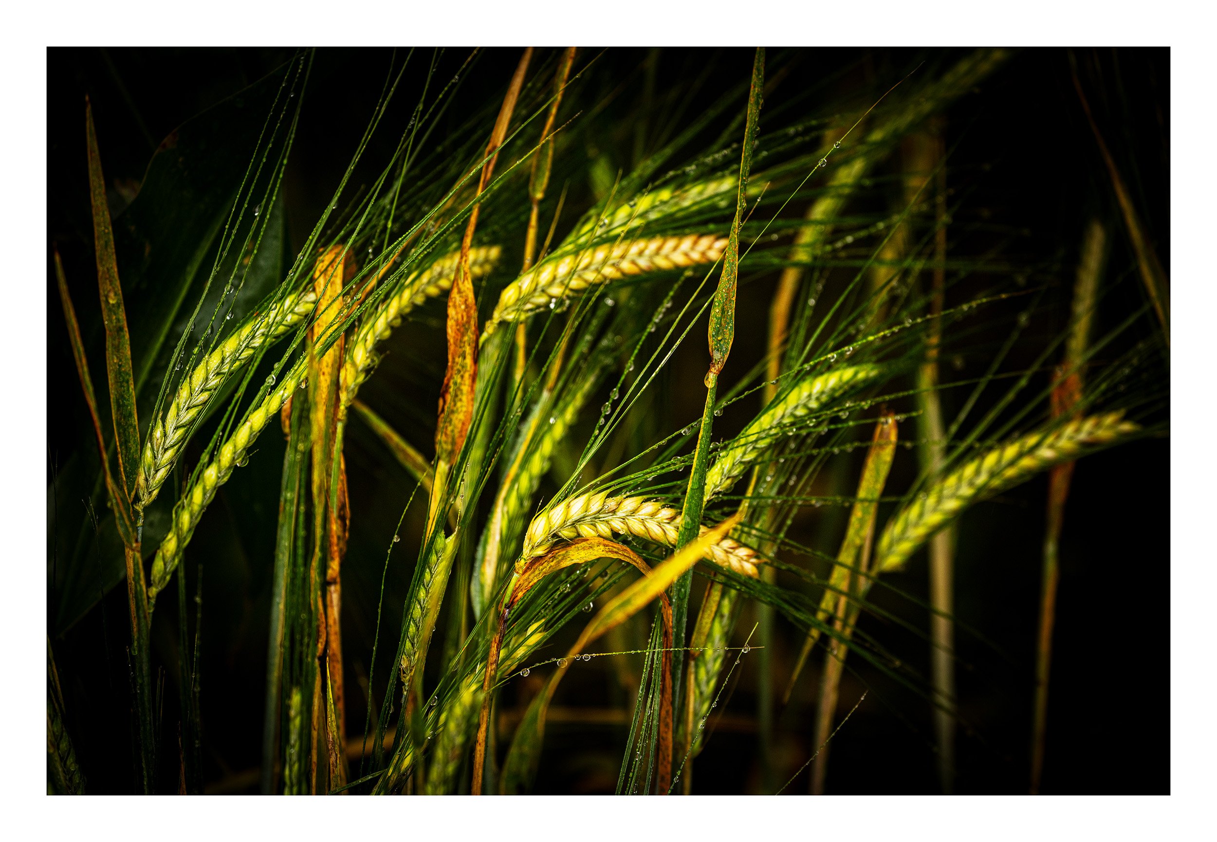 20200816_untitled shoot_8939.jpg