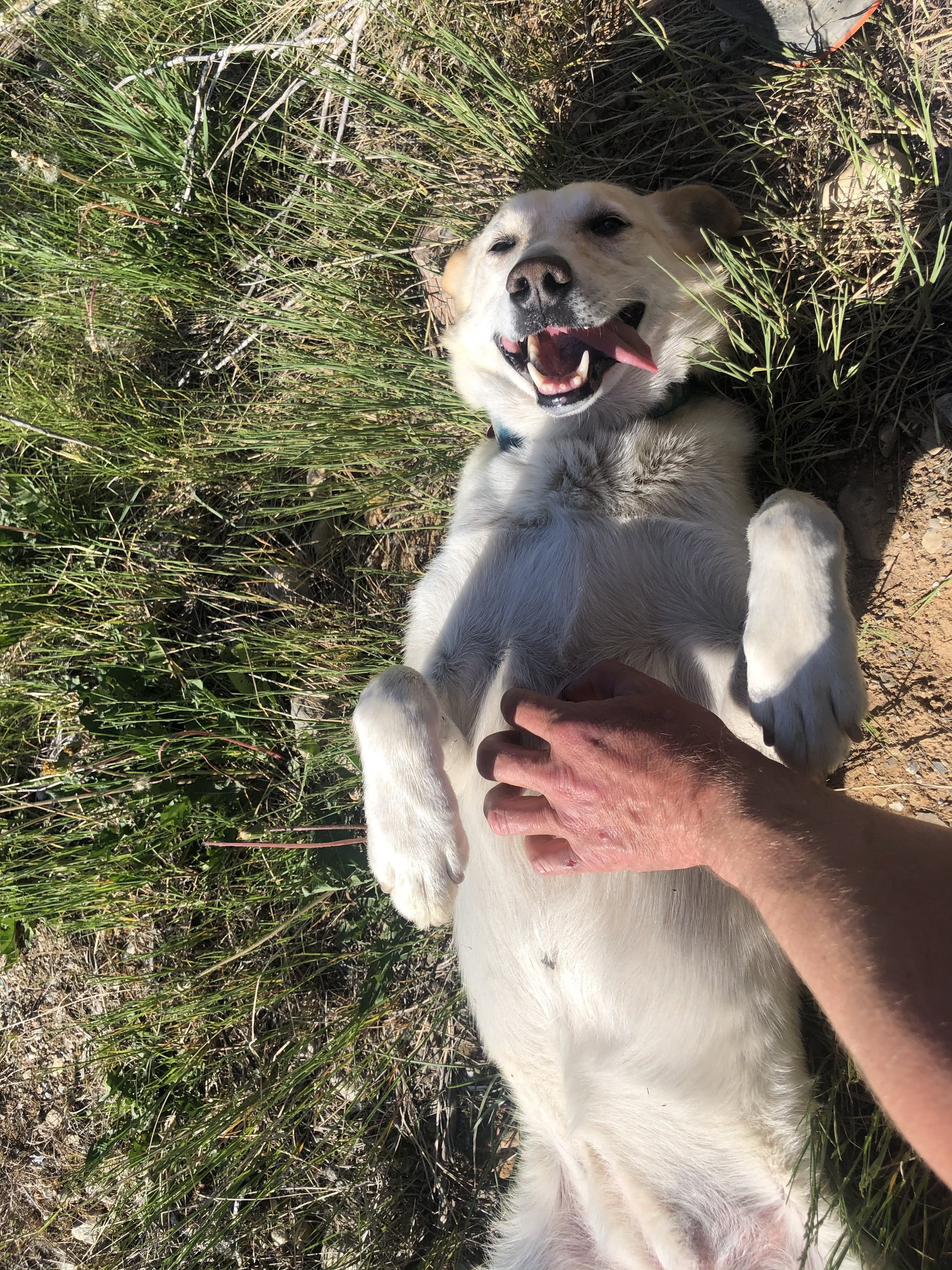 Bow - Rock Solid's Official Dog