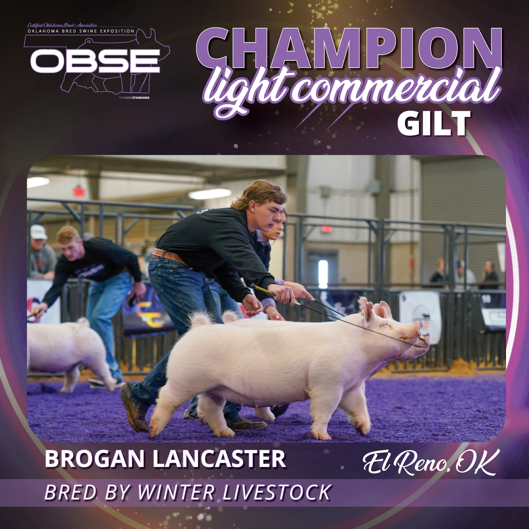OBSE22_Results_Gilts_ChampLightCommercial.png