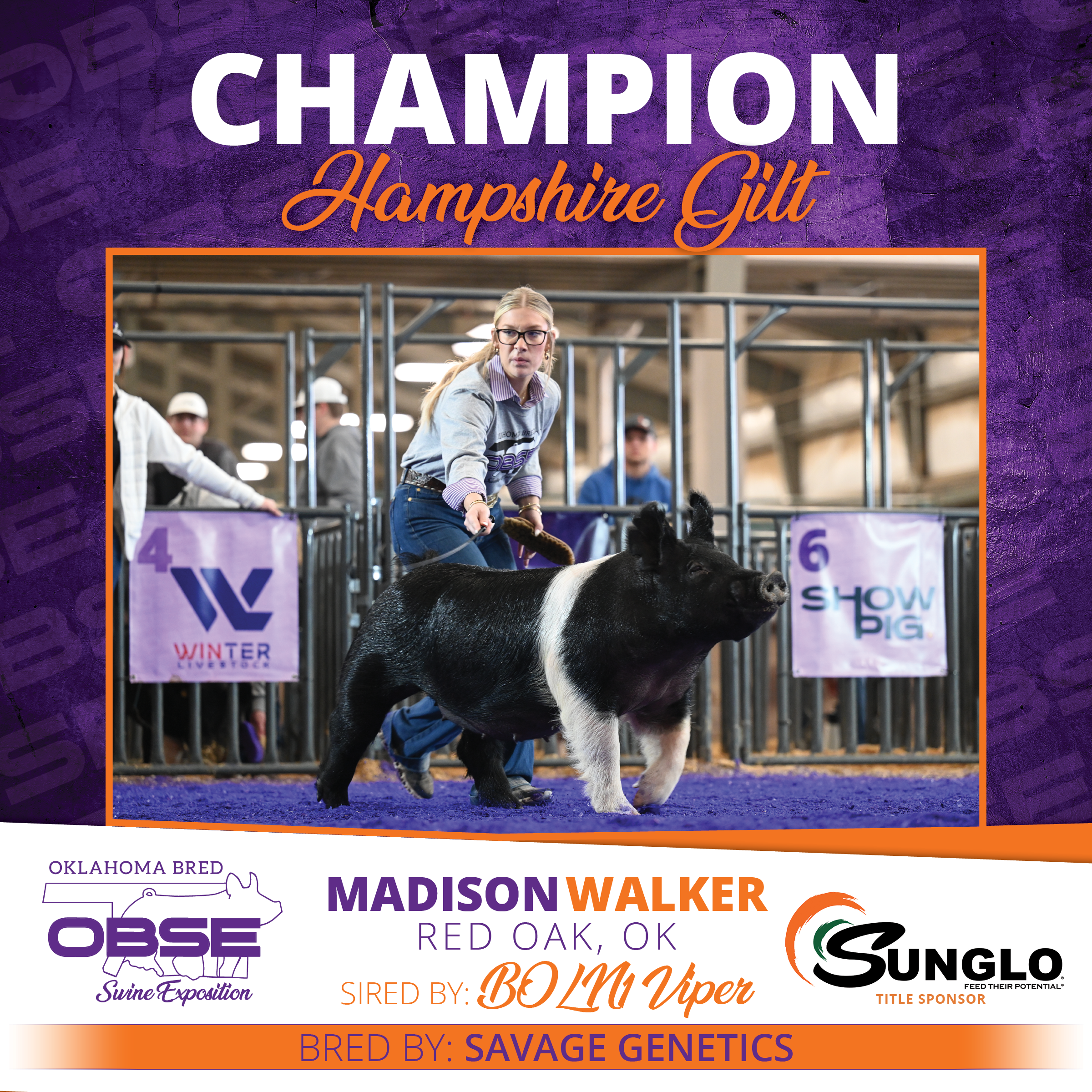 Champion Hampshire Gilt.png