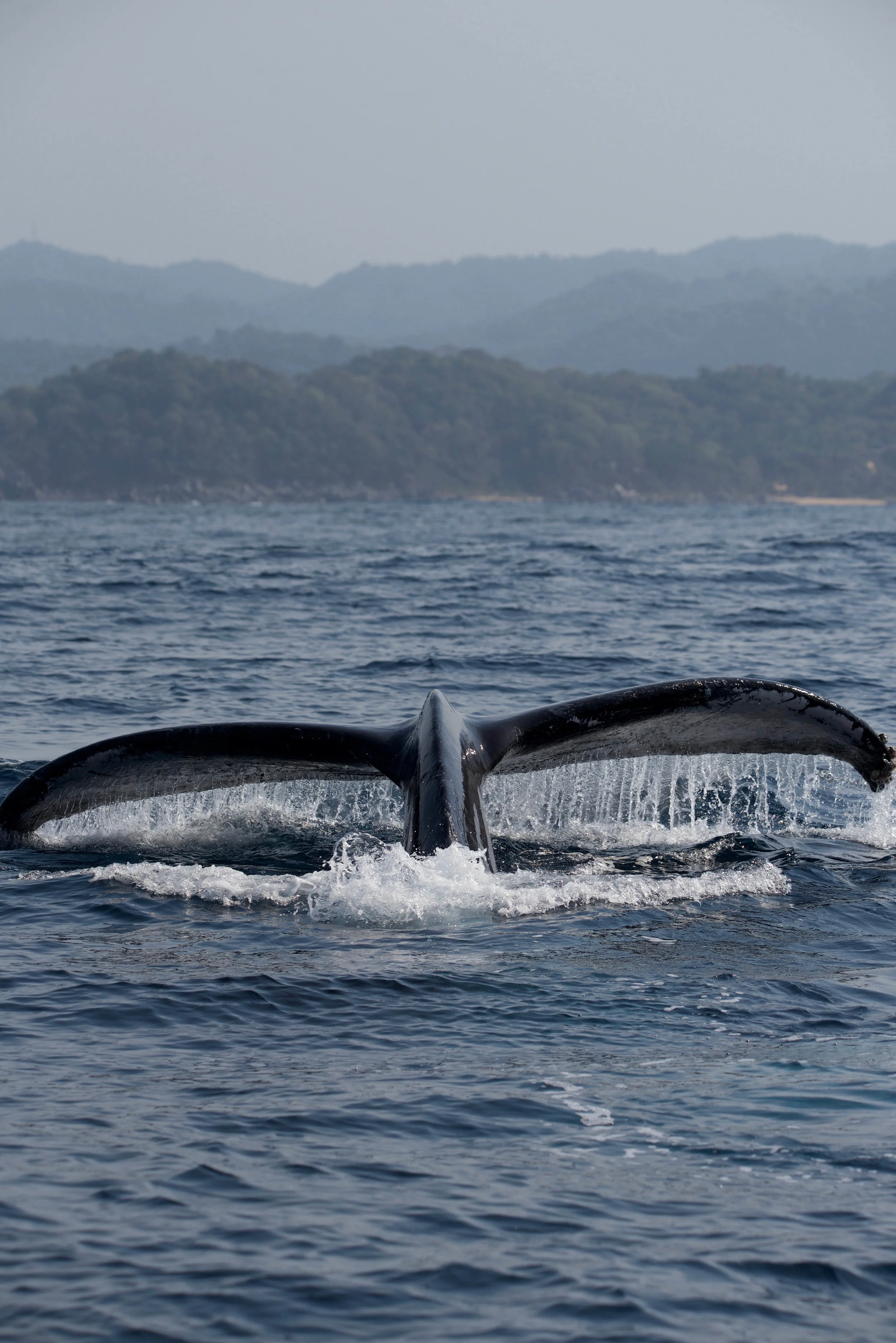 sayulita (100 of 150).jpg