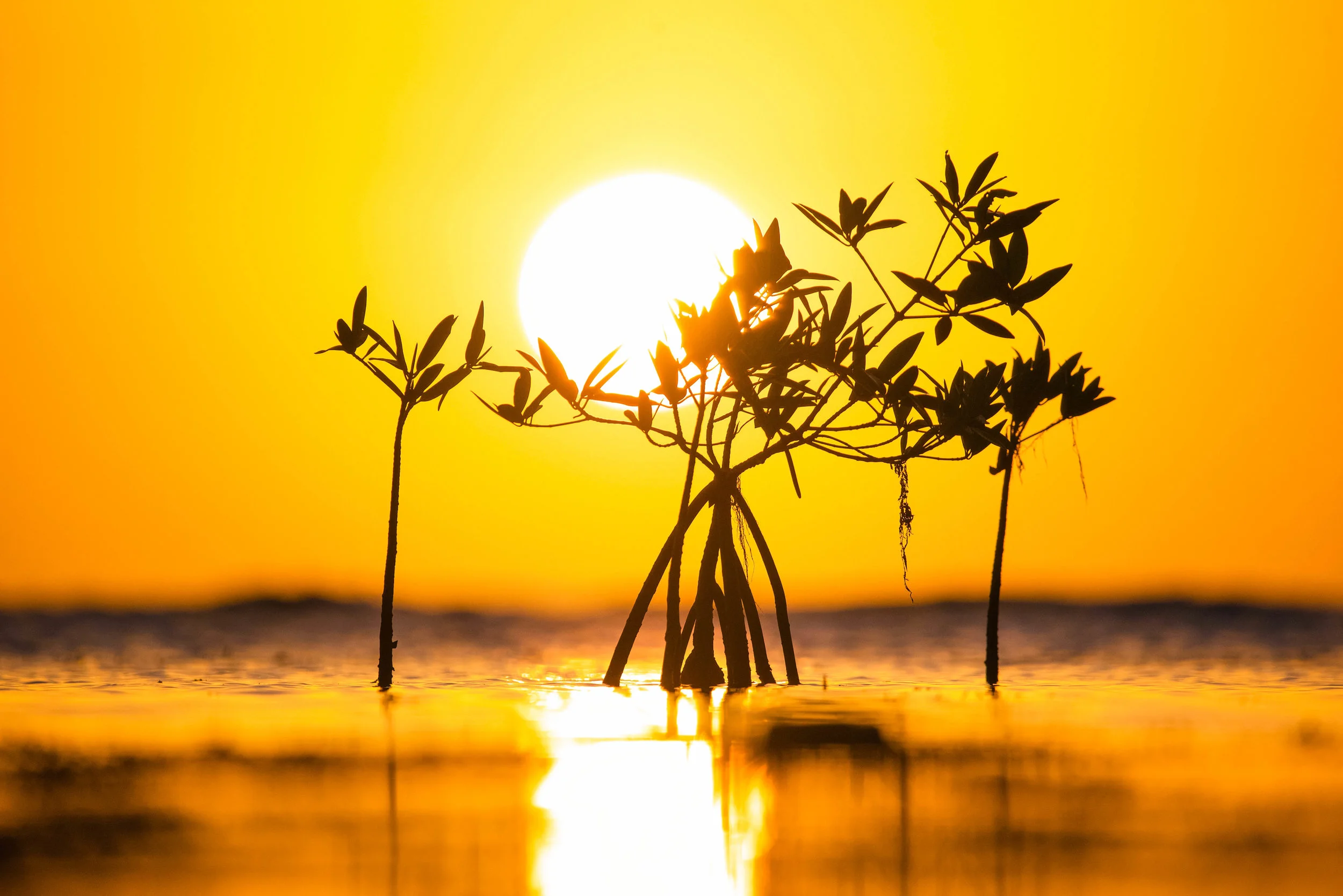 Mangrove Sunrise print