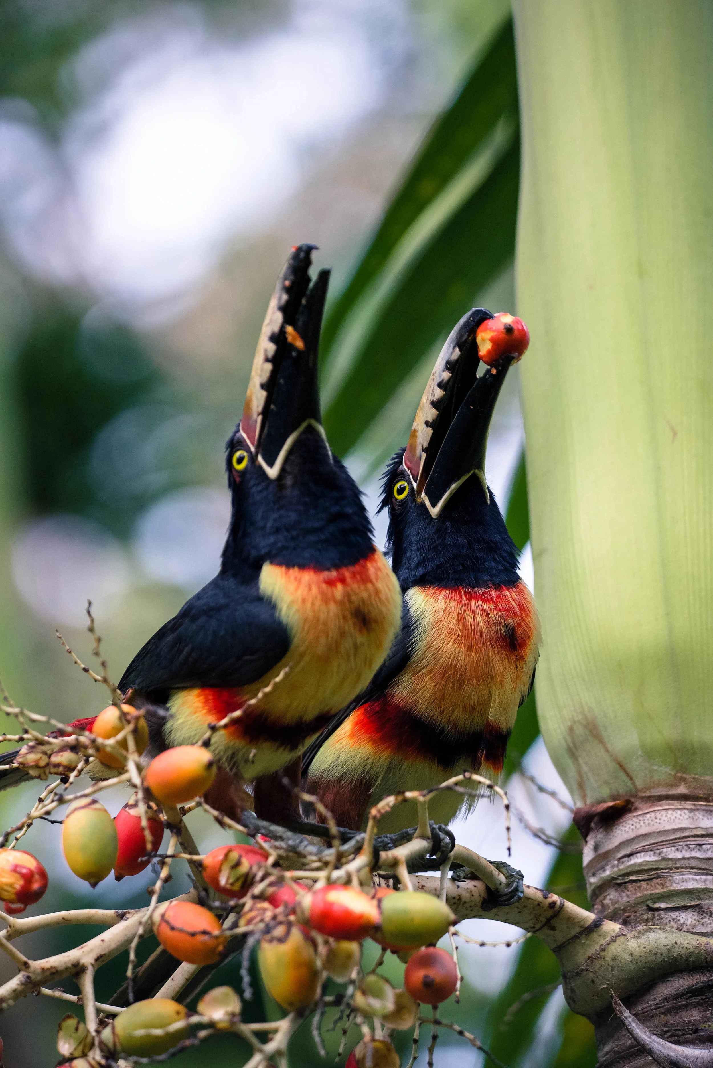 Toucan print - 4 x 6"
