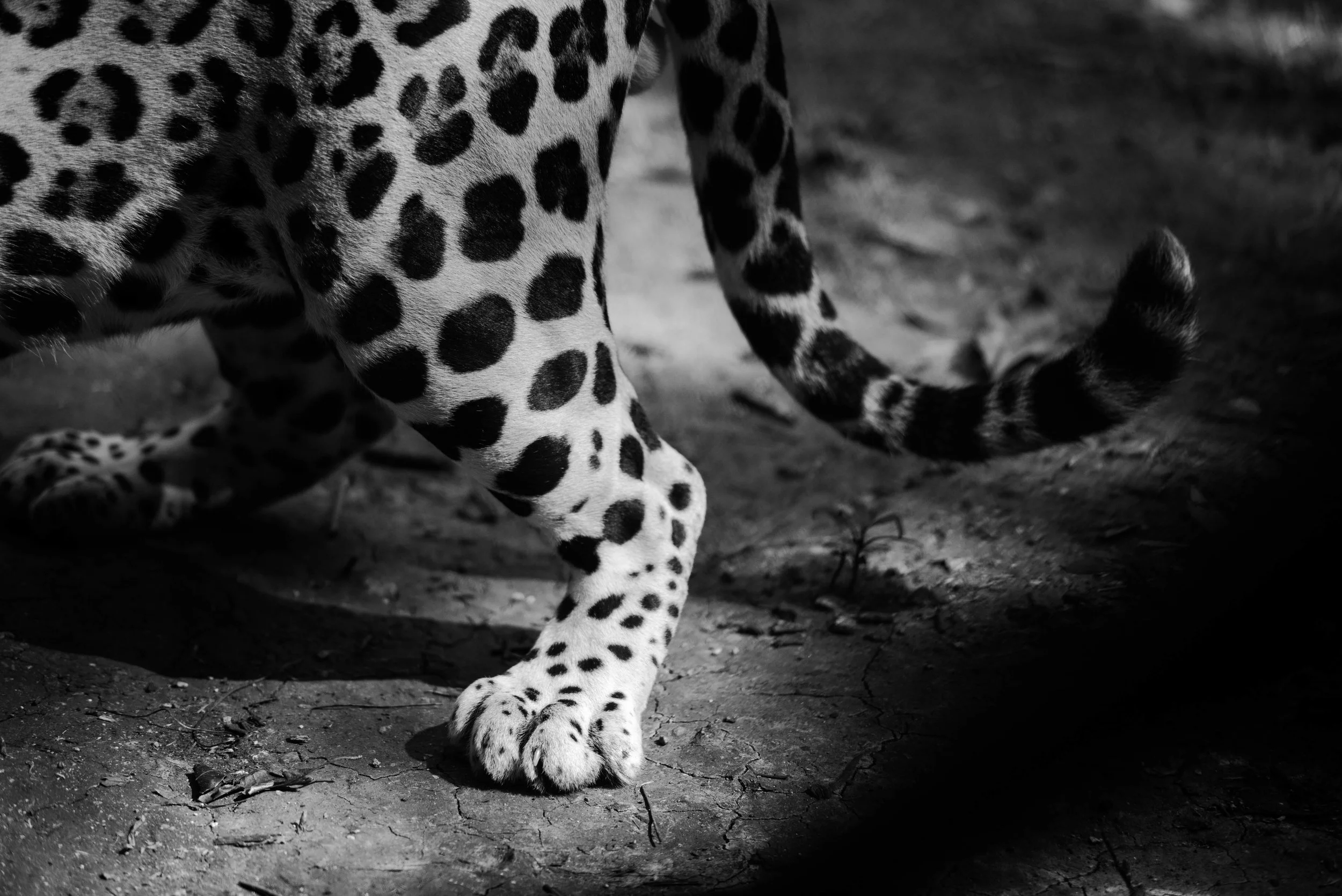 Jaguar I