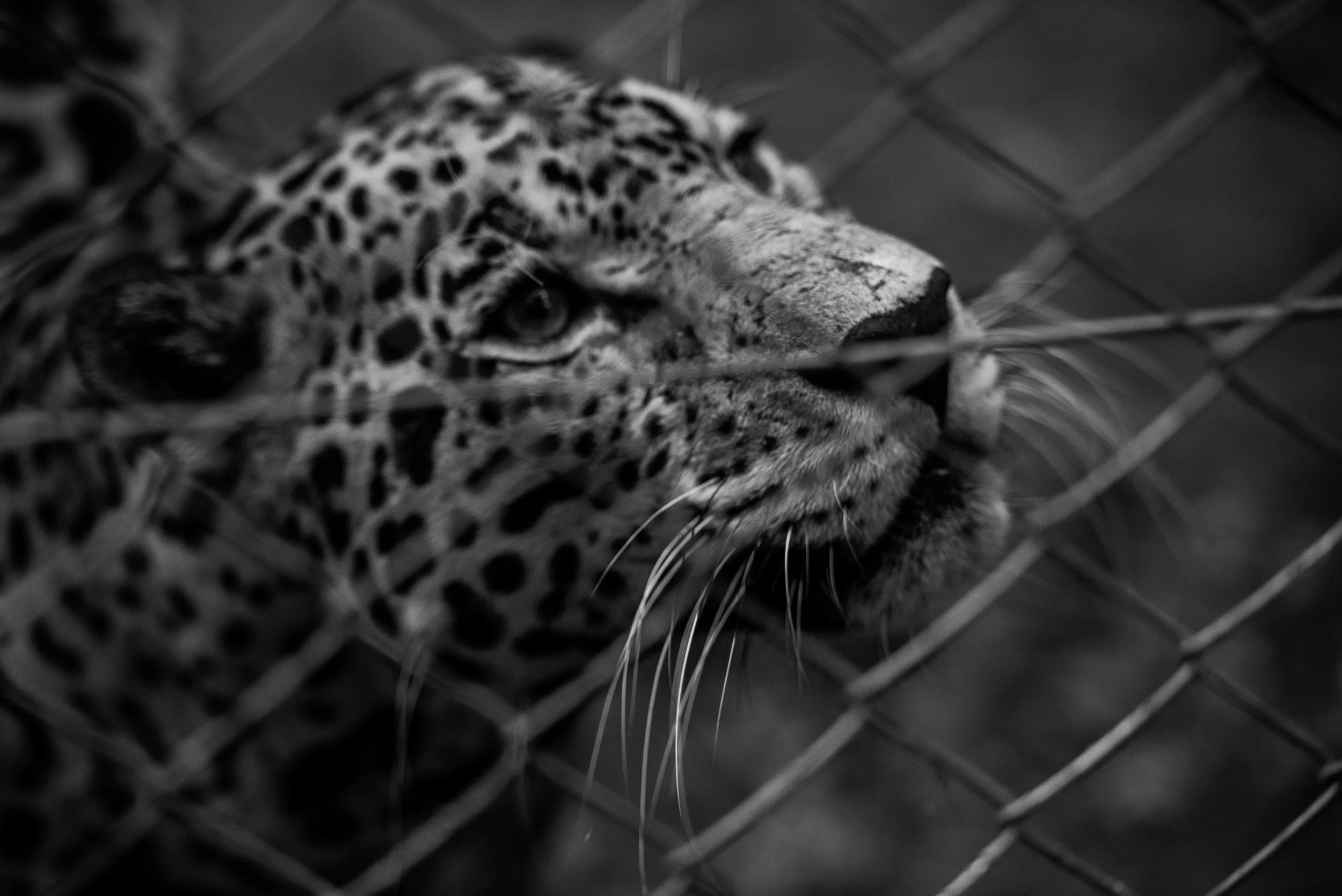 Jaguar II
