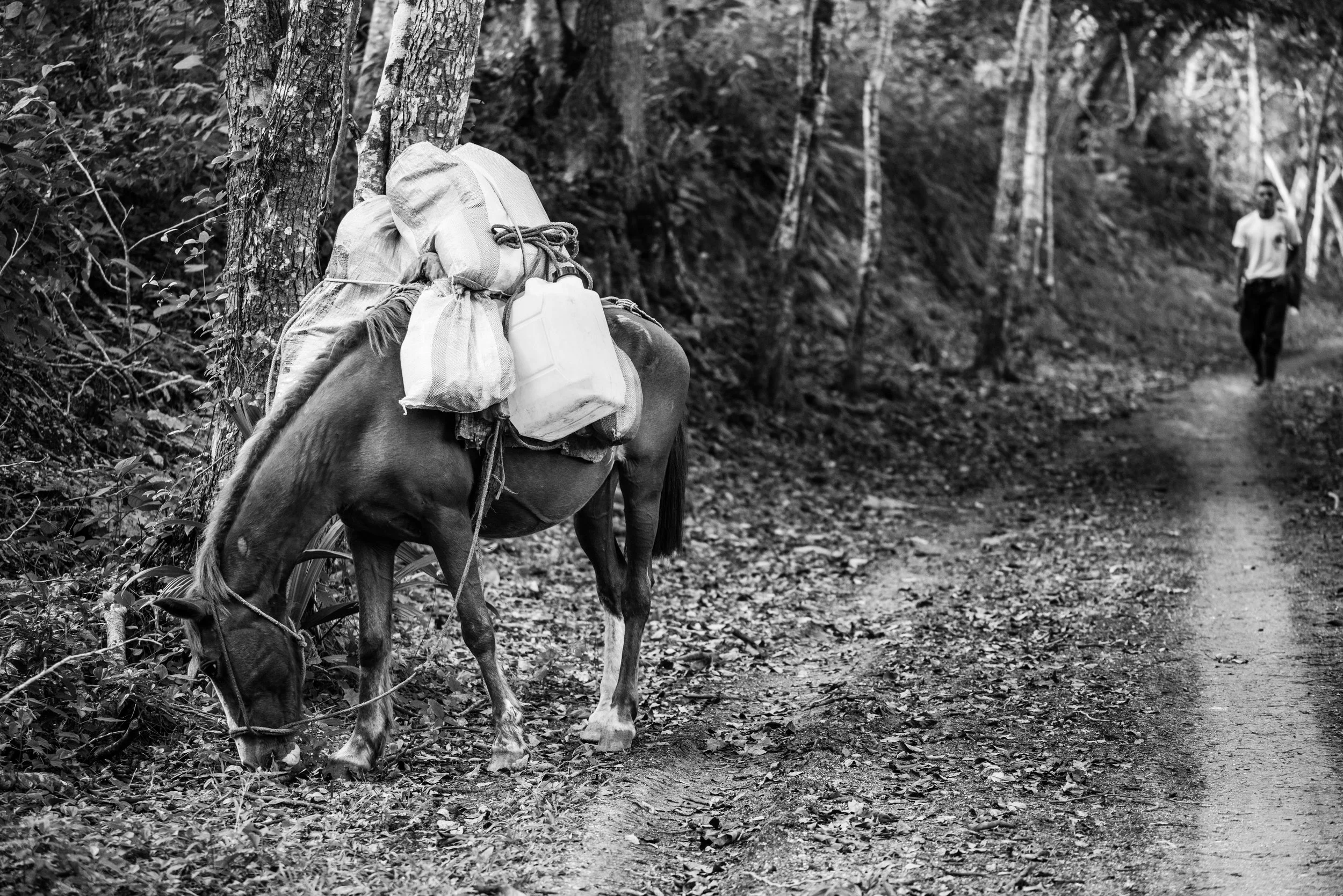 Caballo I