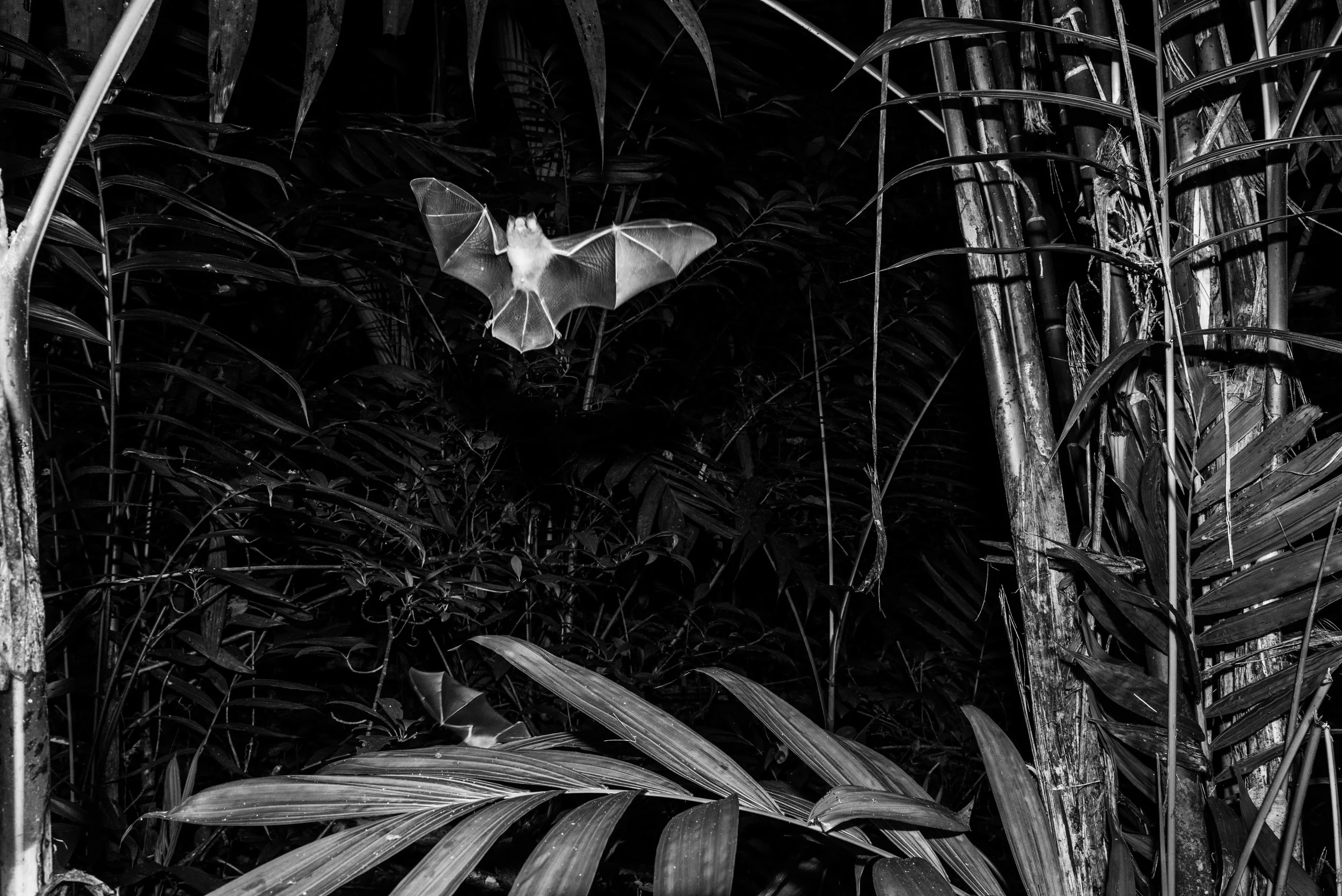 Bat