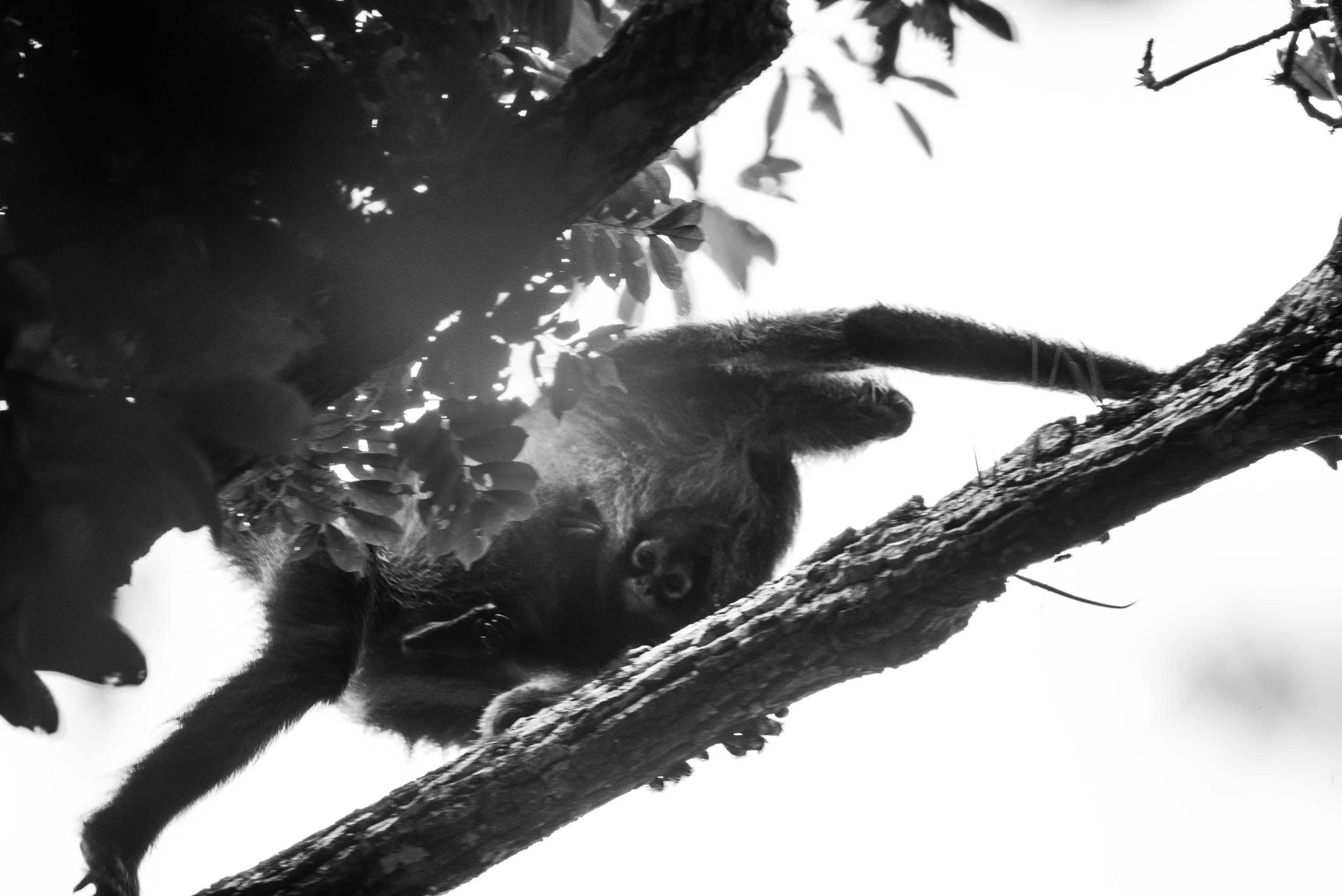 Spider monkey with baby