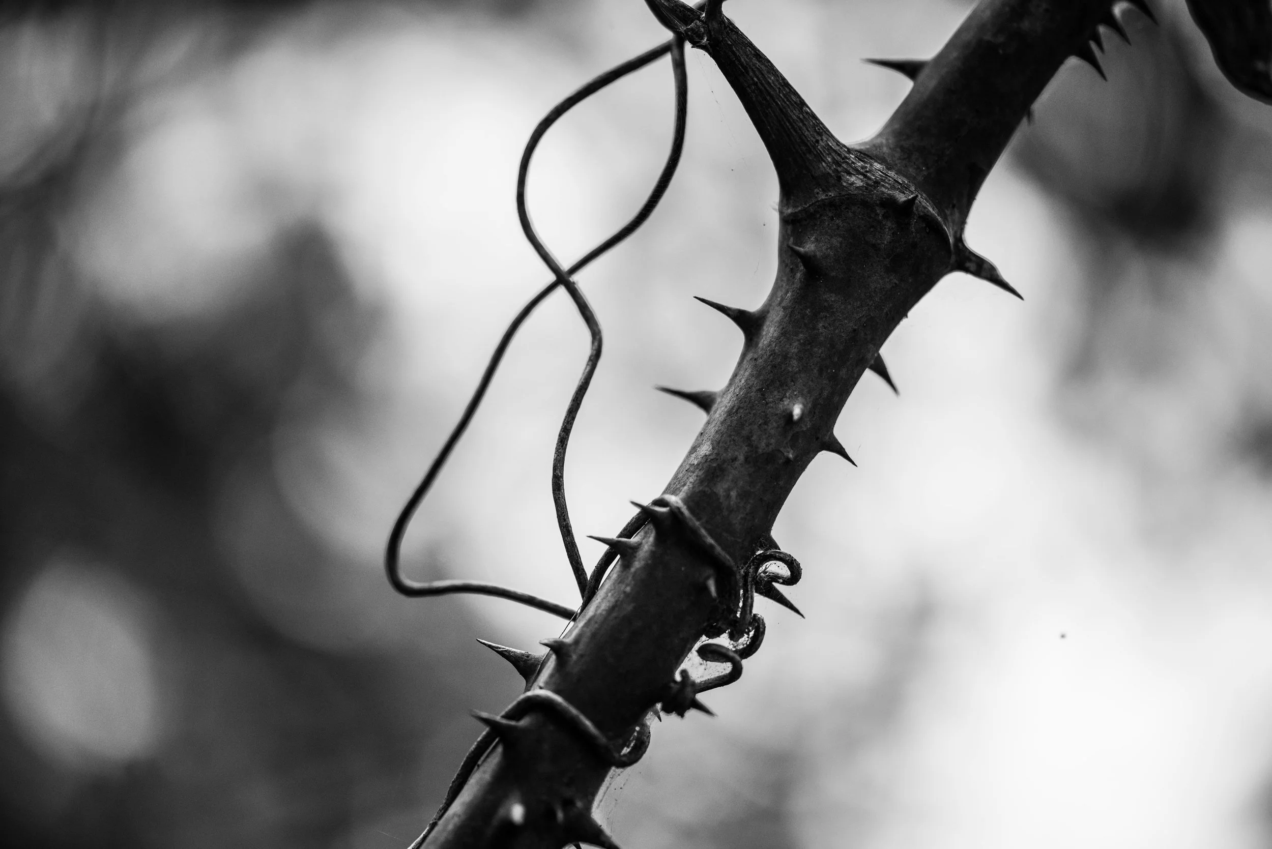 Forest defense