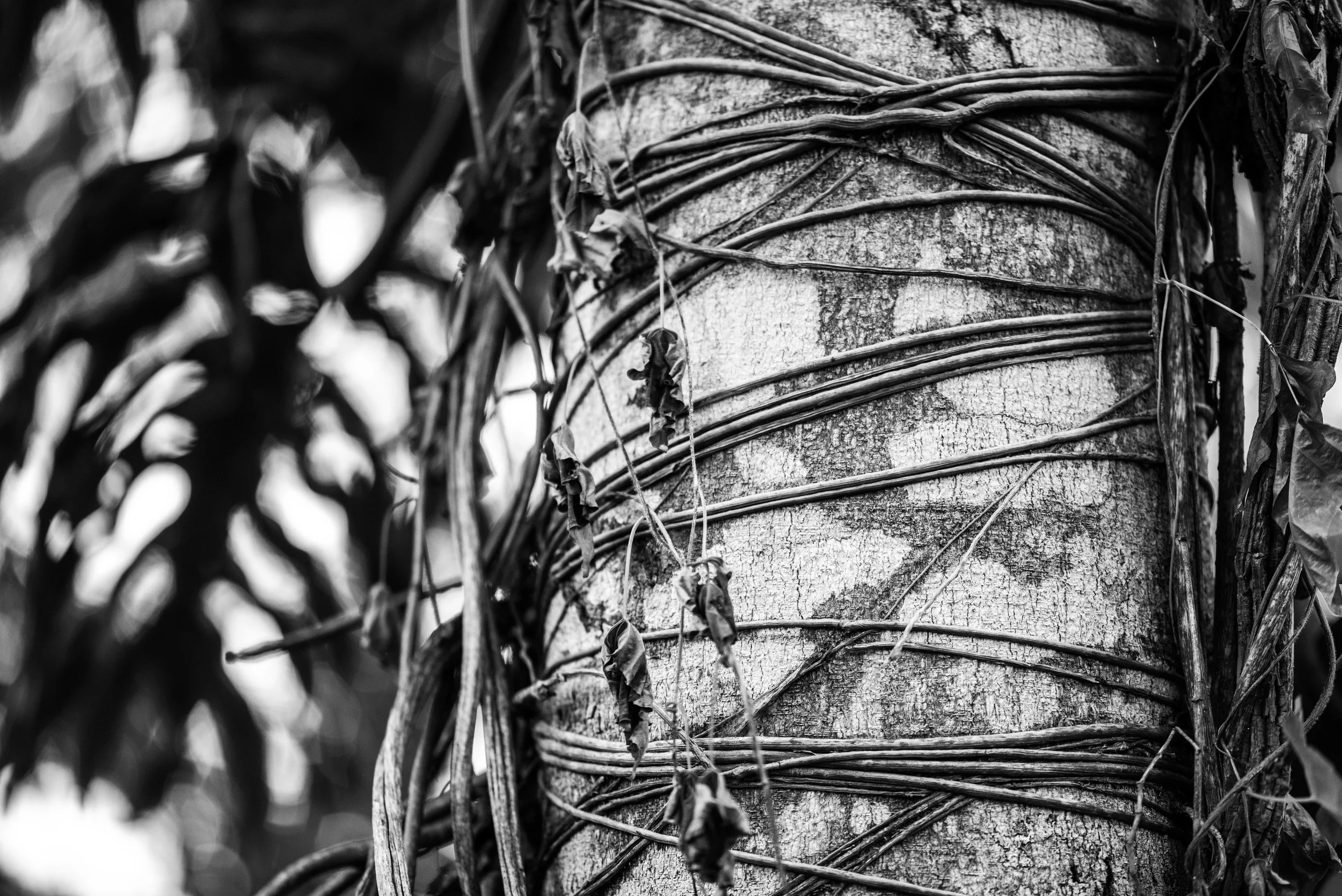 Botanical Intimacy