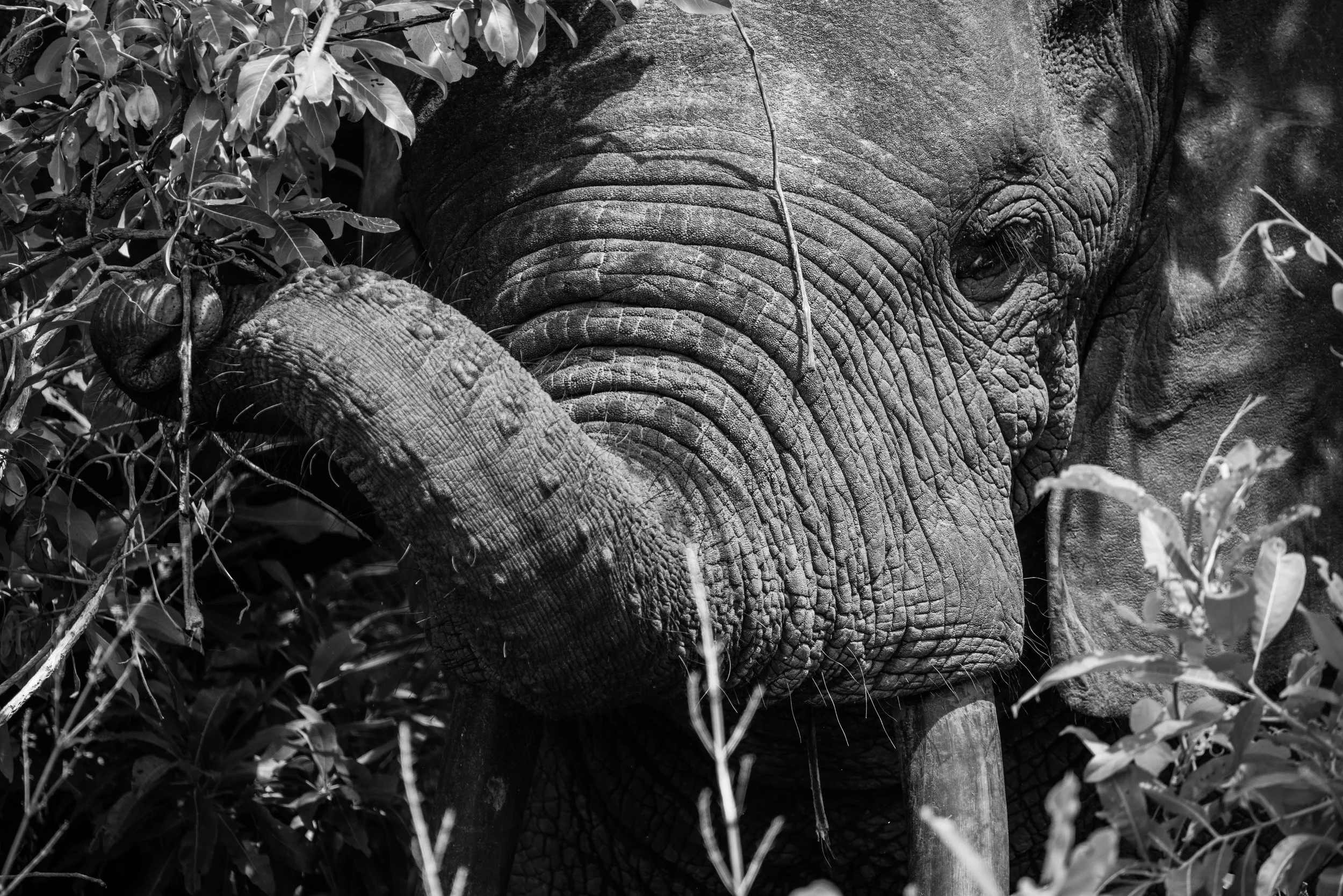 African Bush Elephant print