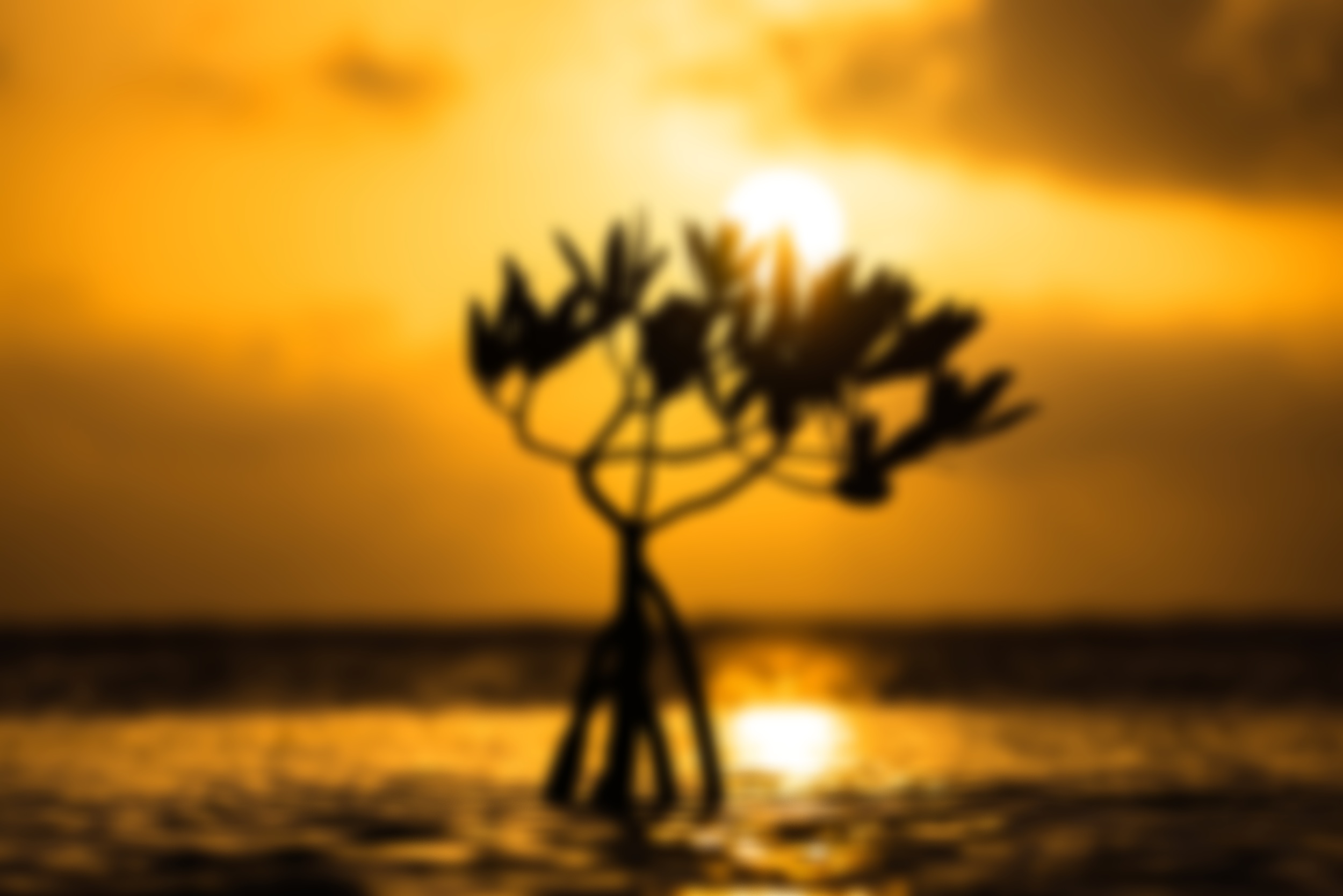 Mangrove+Sunrise+II-4.jpg