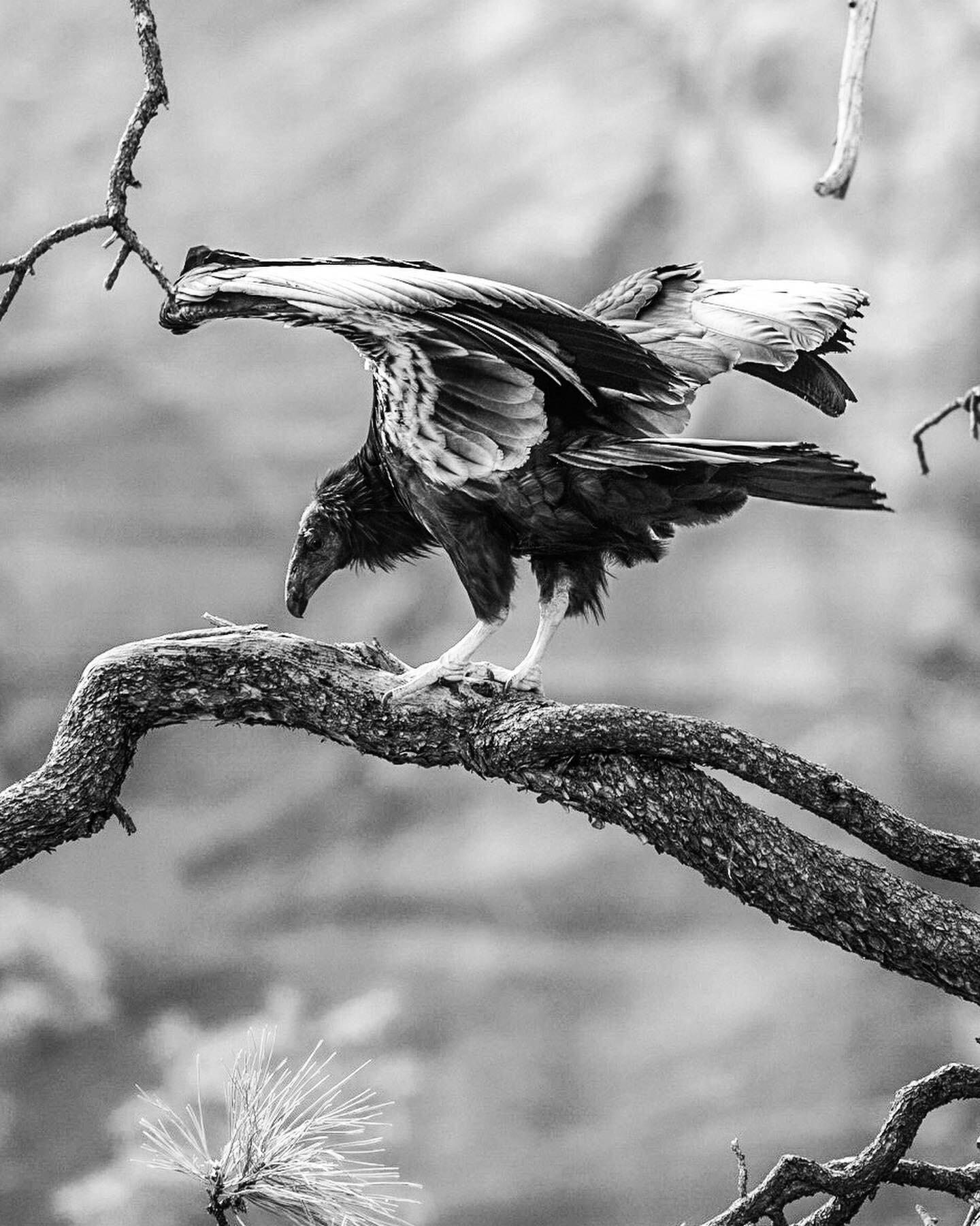 In 1982 there were 22 California Condors left in existence. 
To be able to see one in Zion&mdash;let alone one born in the wild&mdash;was an absolute privilege. 
As it lifted its wings to fill them with the warm air rising from the valley floor, my h