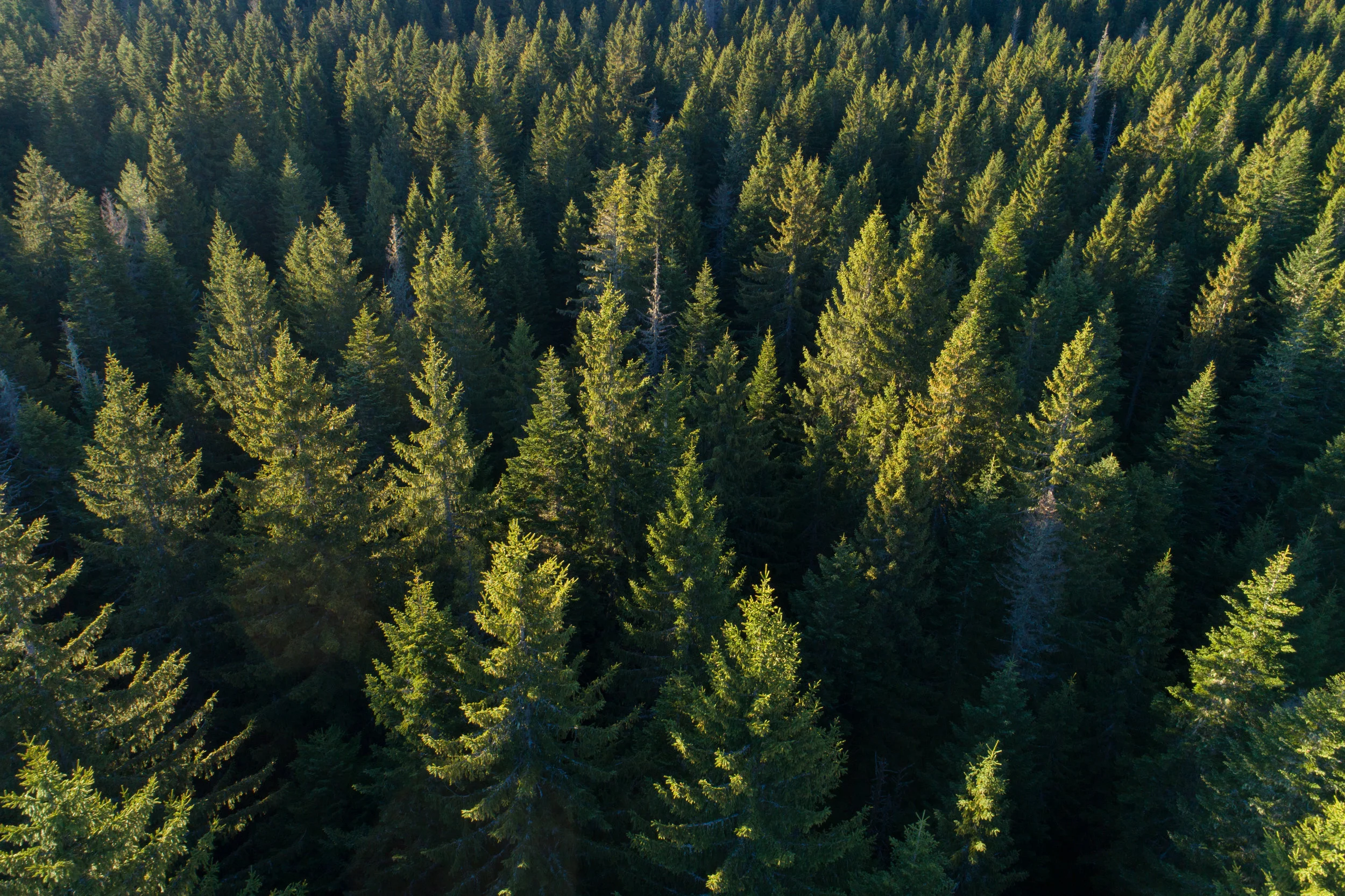 Aerial View-Evergreen Trees.jpeg