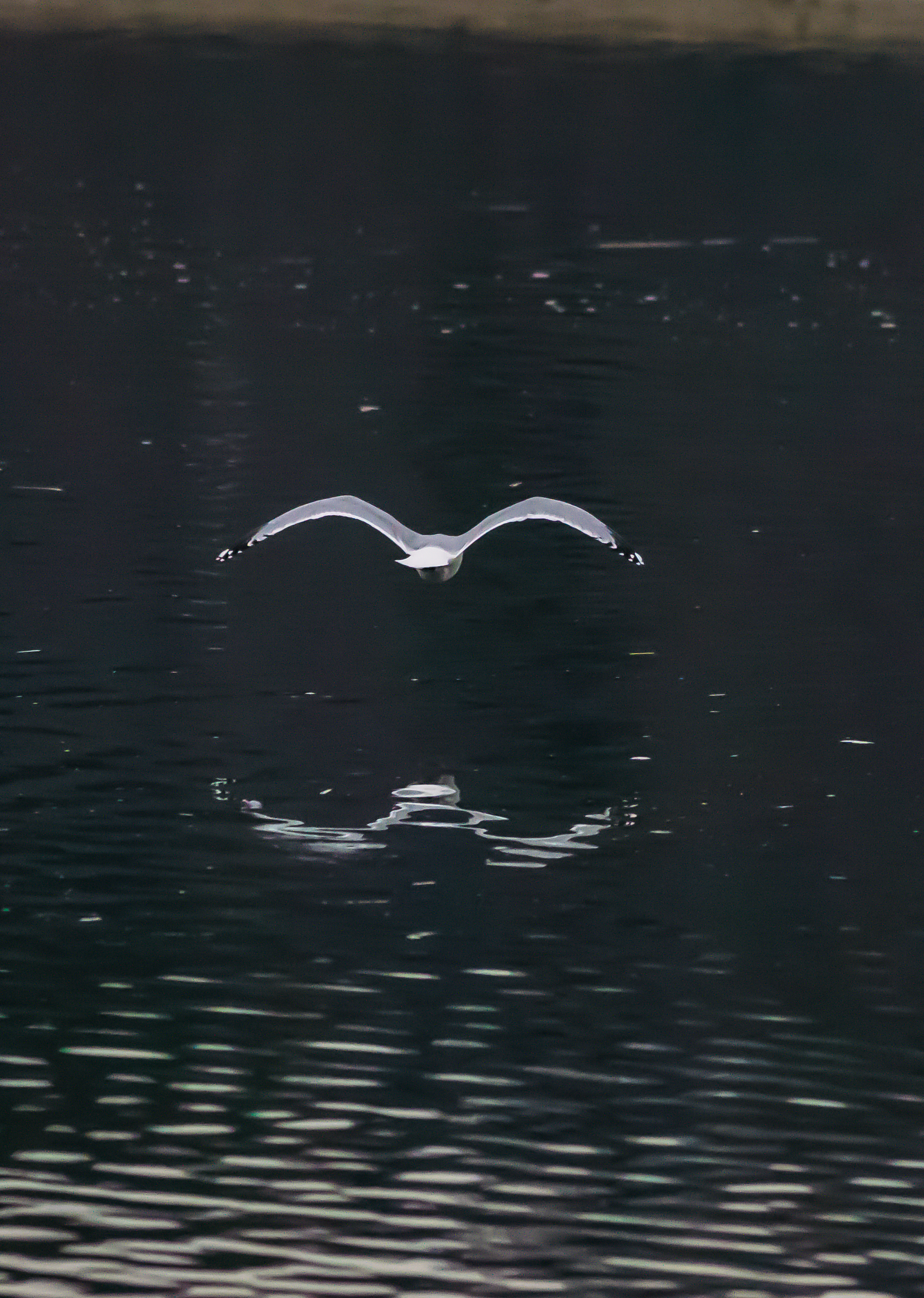 Gull Reflection