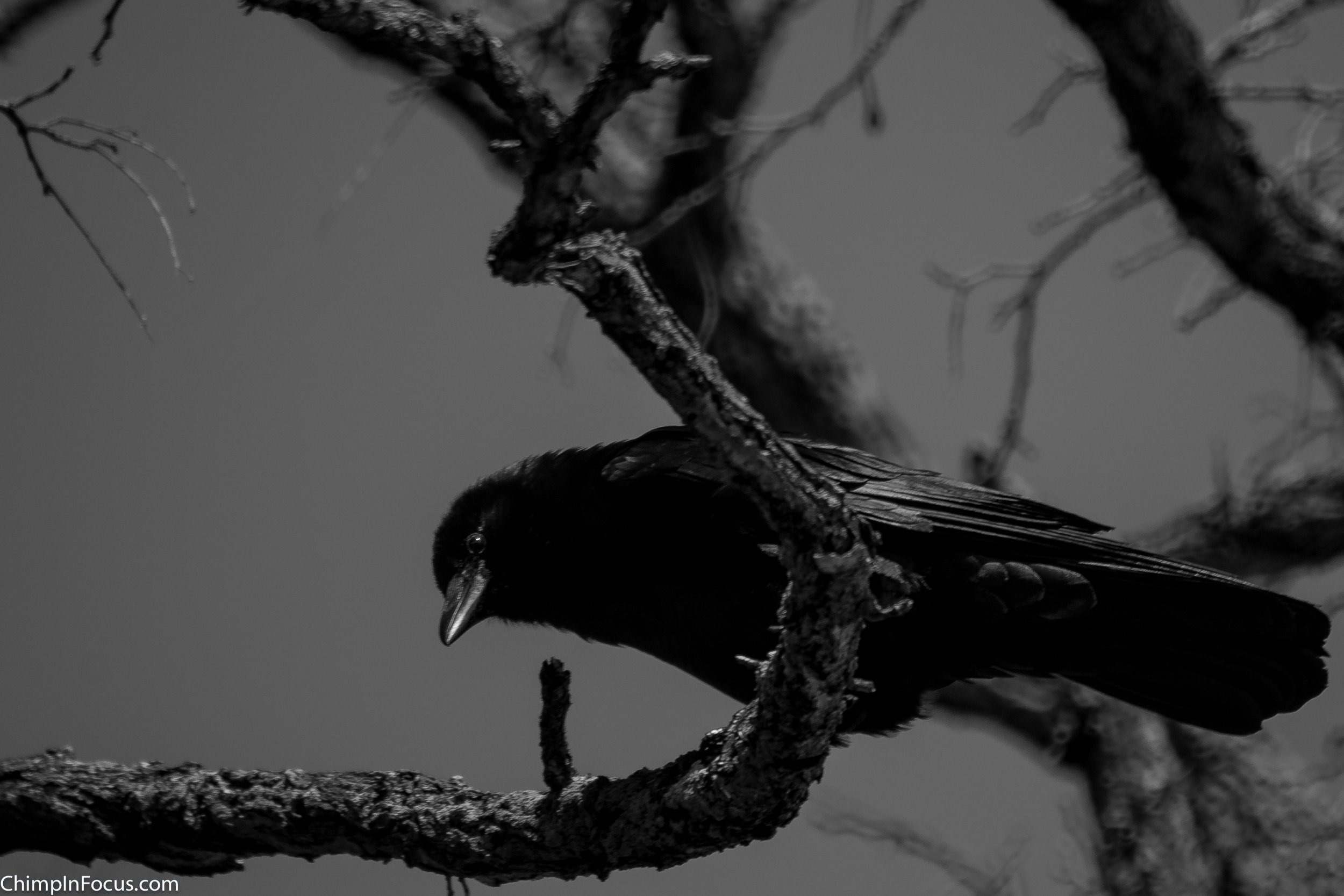 Eerie Crow
