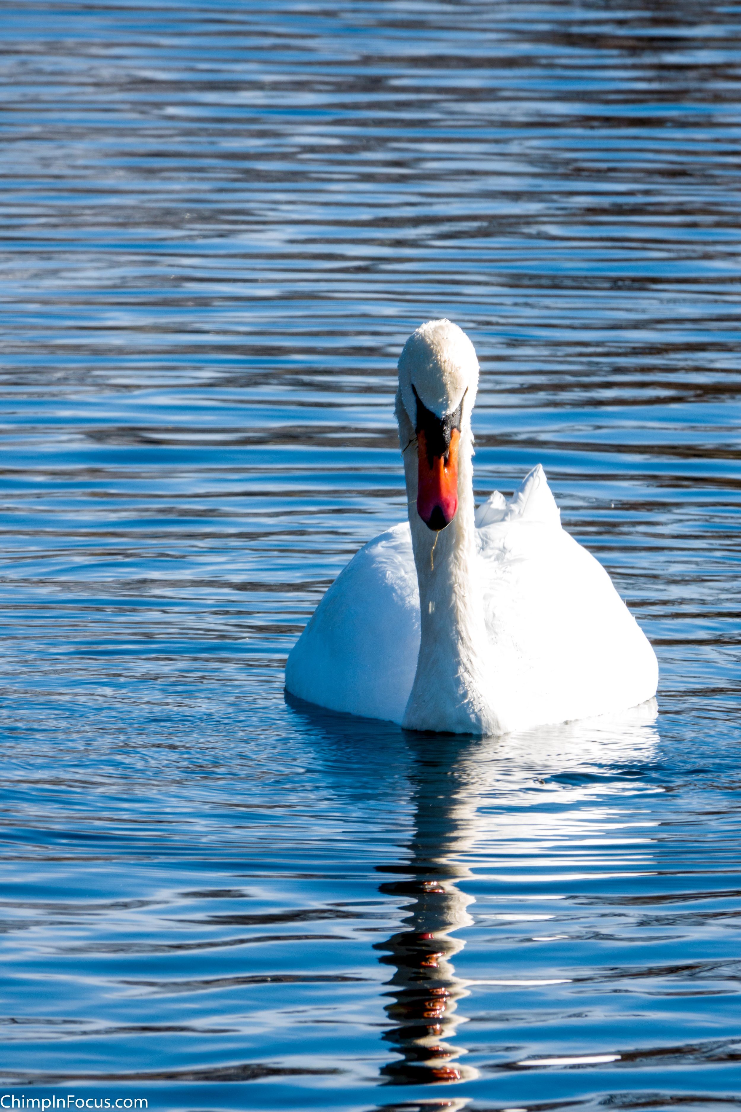 Swan on a rippled mirror lake