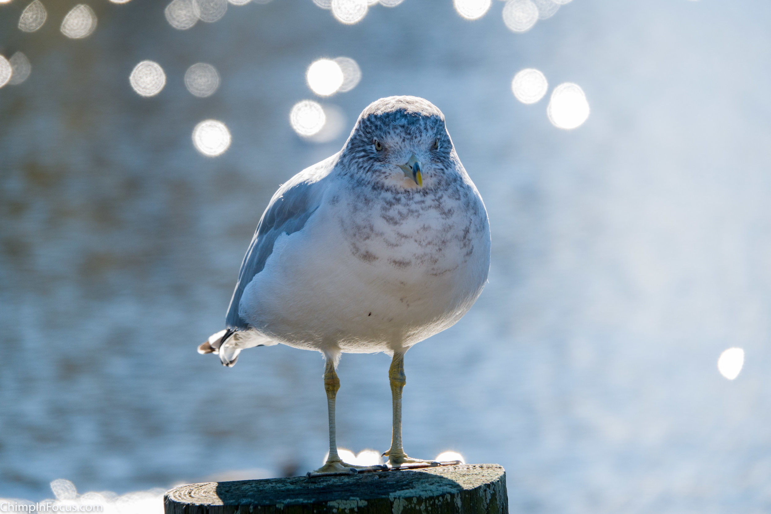 Bokeh Bird
