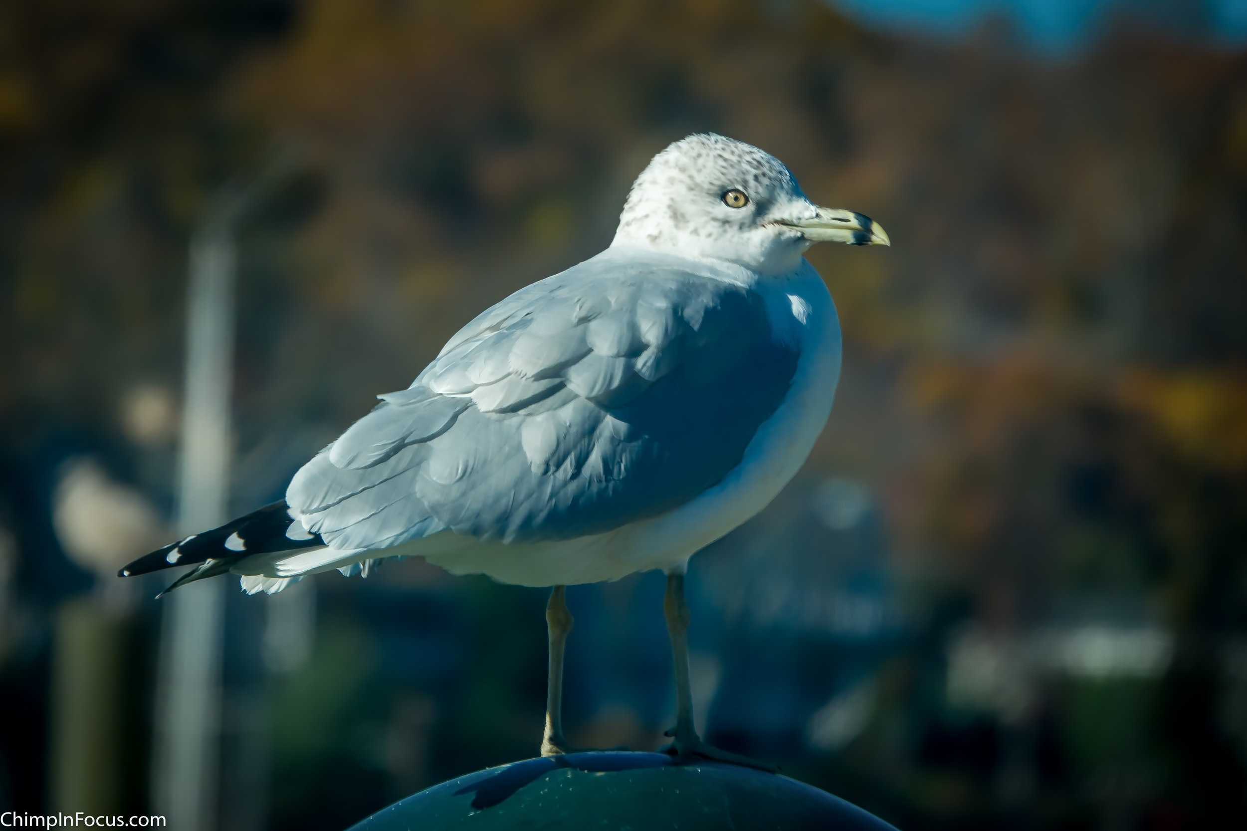 Gull in Fall