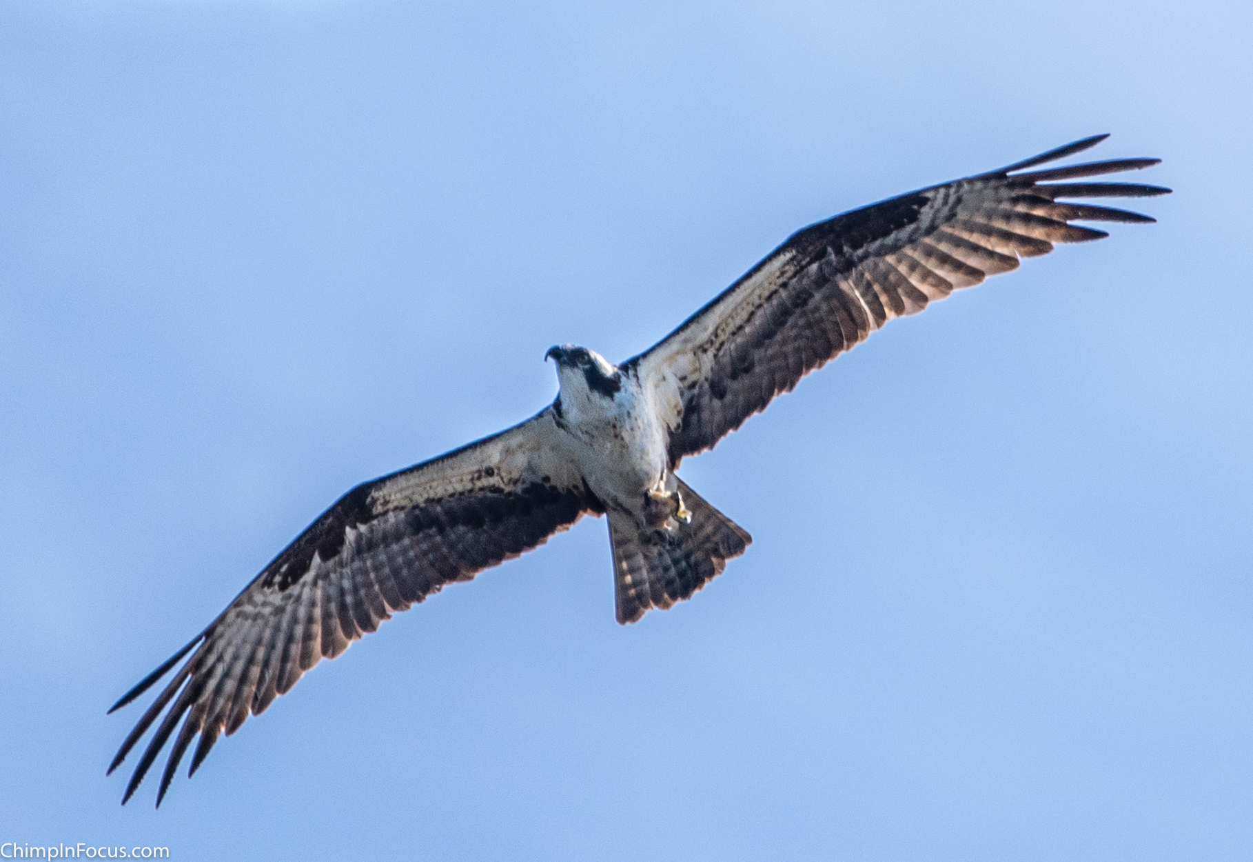 Hawk