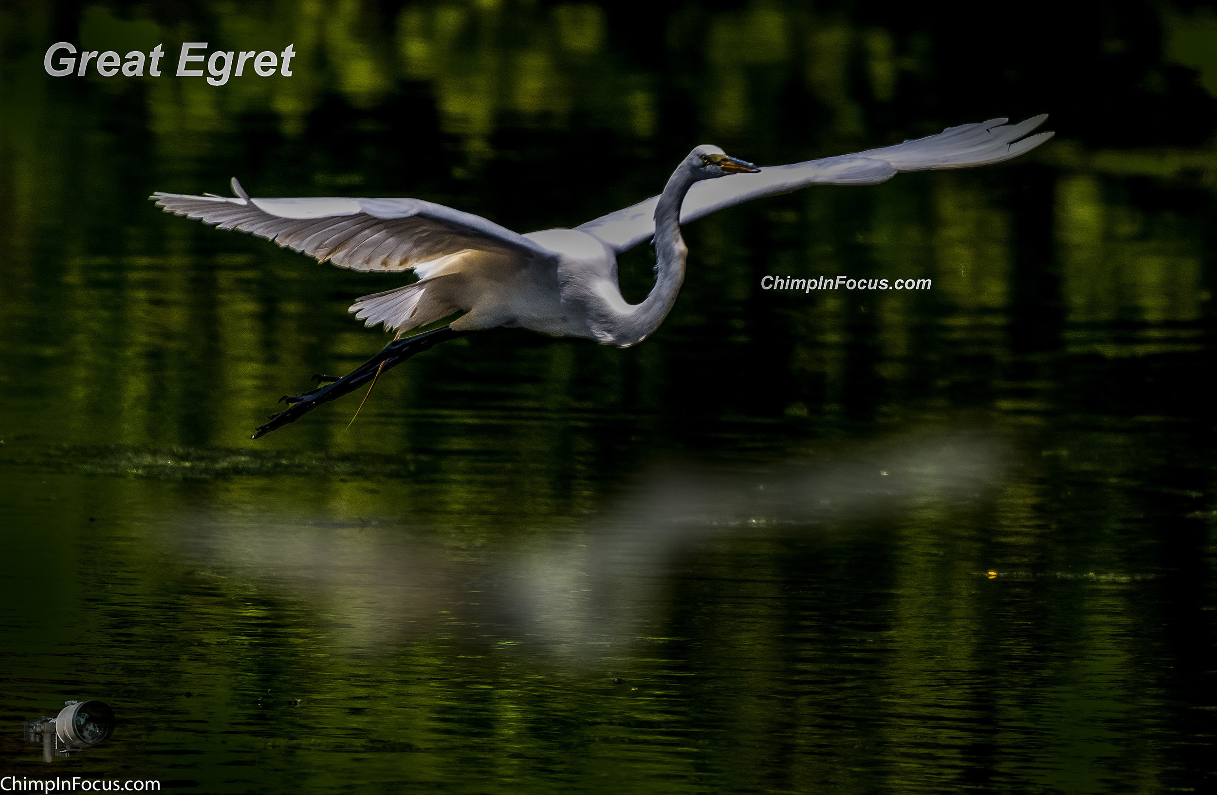 Great Egret