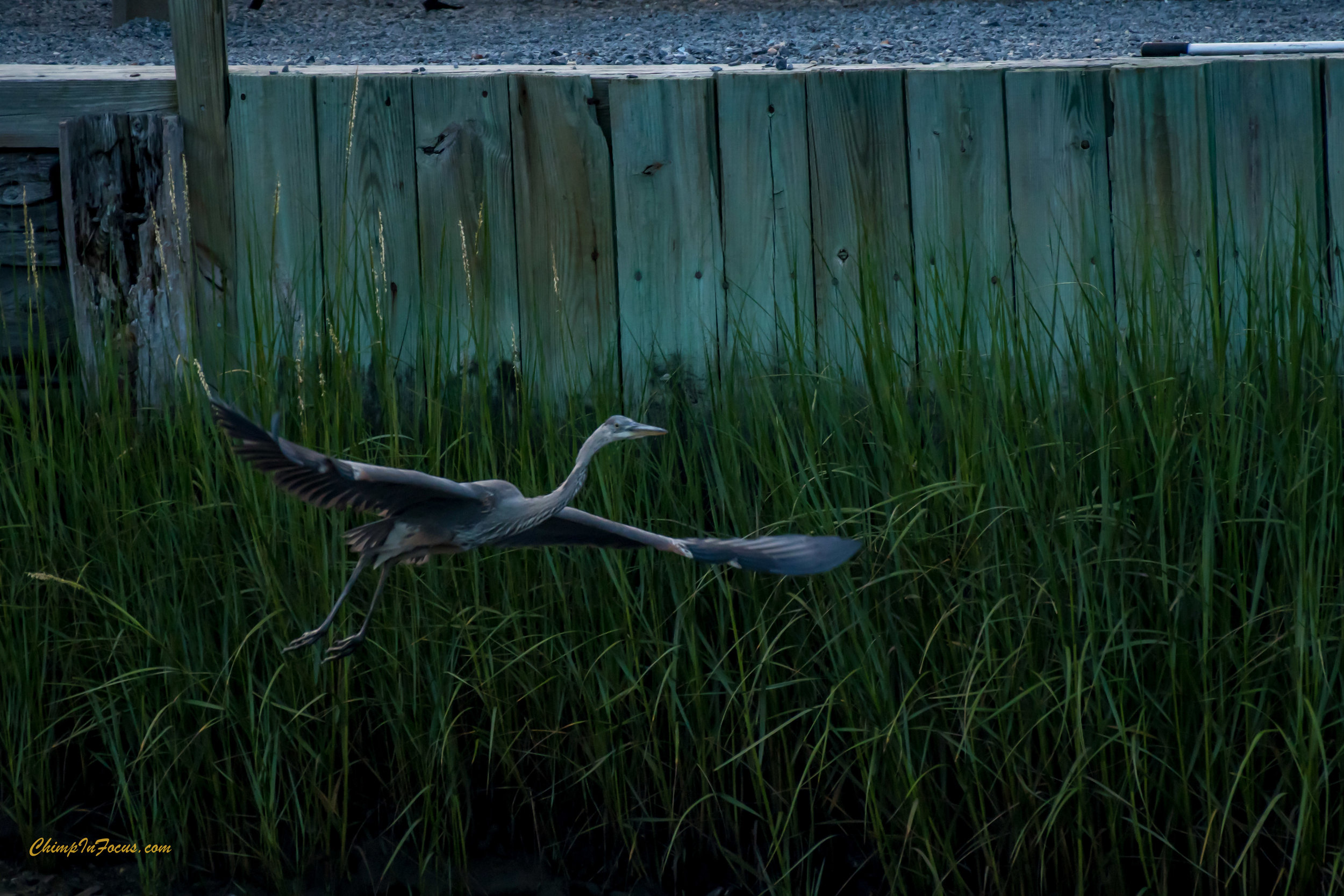 Great Blue Heron in flight