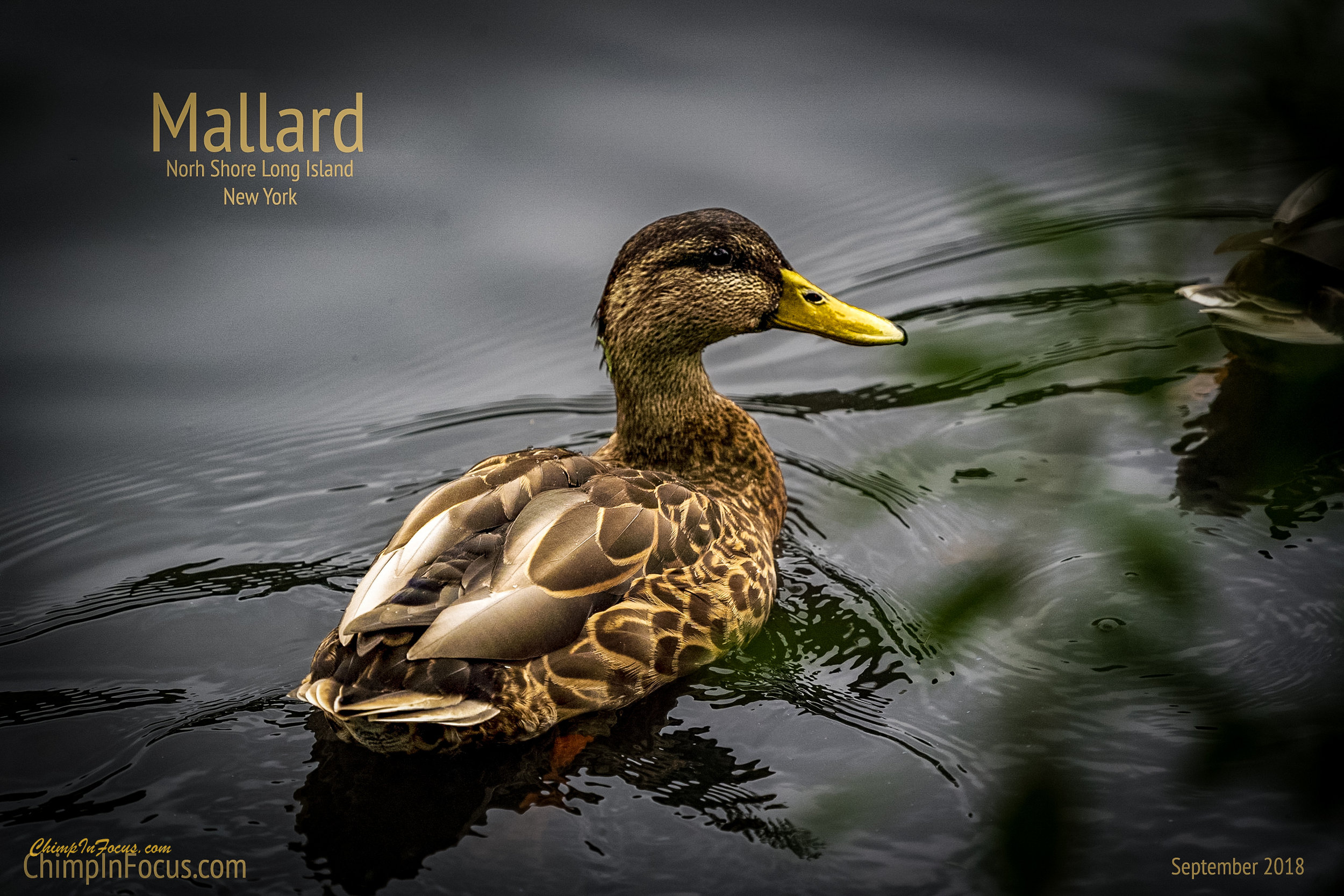 Mallard