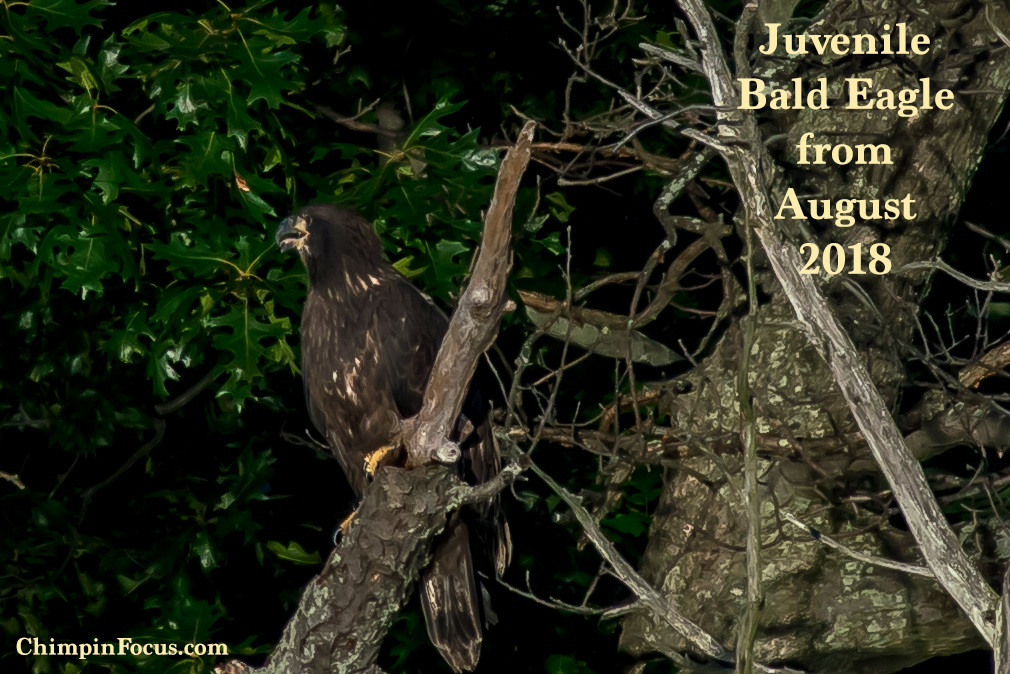 Juvenile Bald Eagle