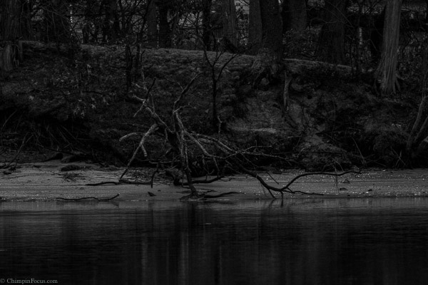 Driftwood