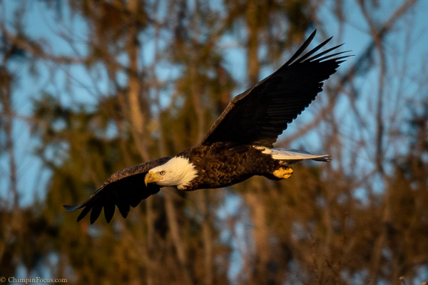 Adult Bald Eagle in flight