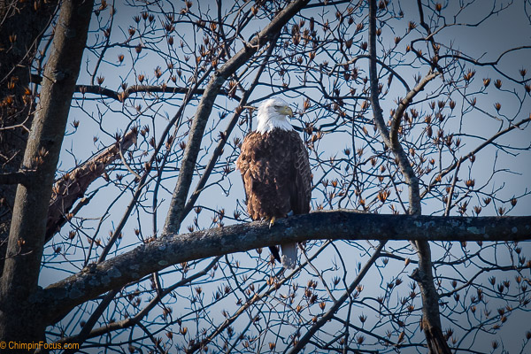 Perched