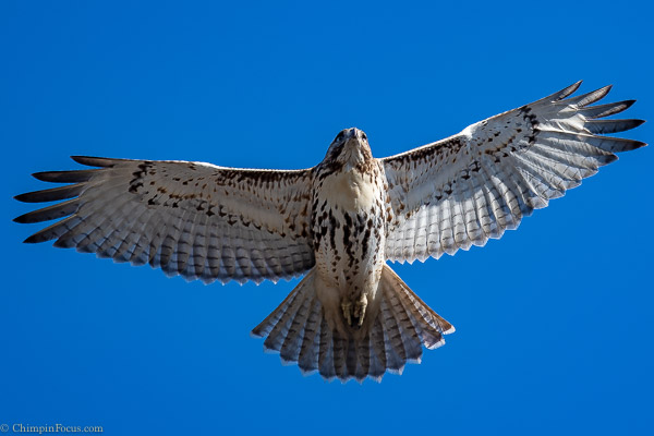 Red Tailed Hawk