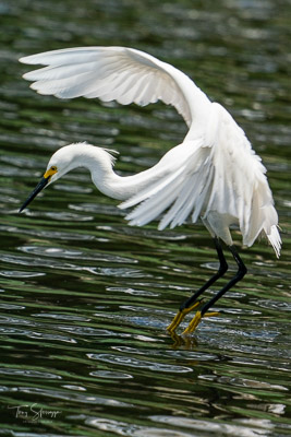 Snowy Egret