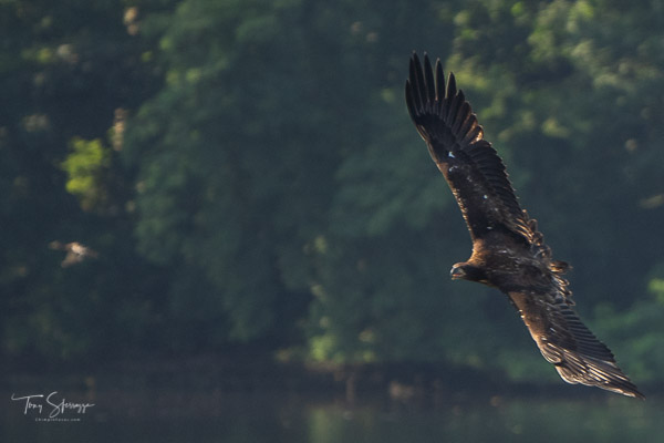 Juvenile Bald Eagle
