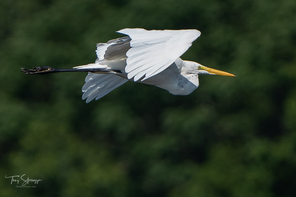 Great Egret in flight