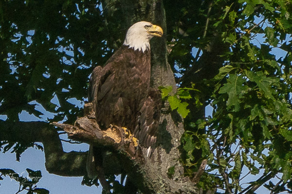 Adult Bald Eagle