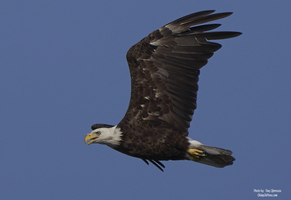 Bald Eagle Soaring