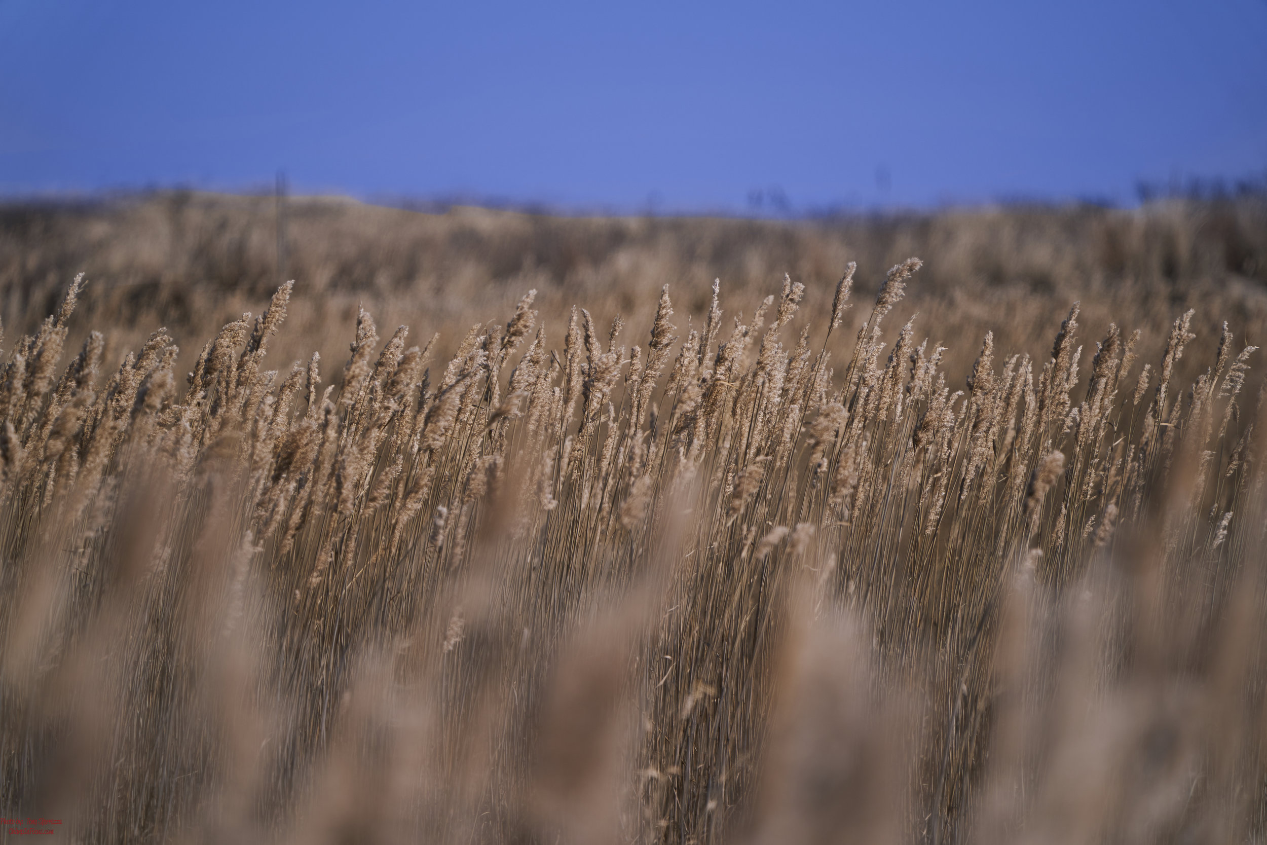 Depth of Field