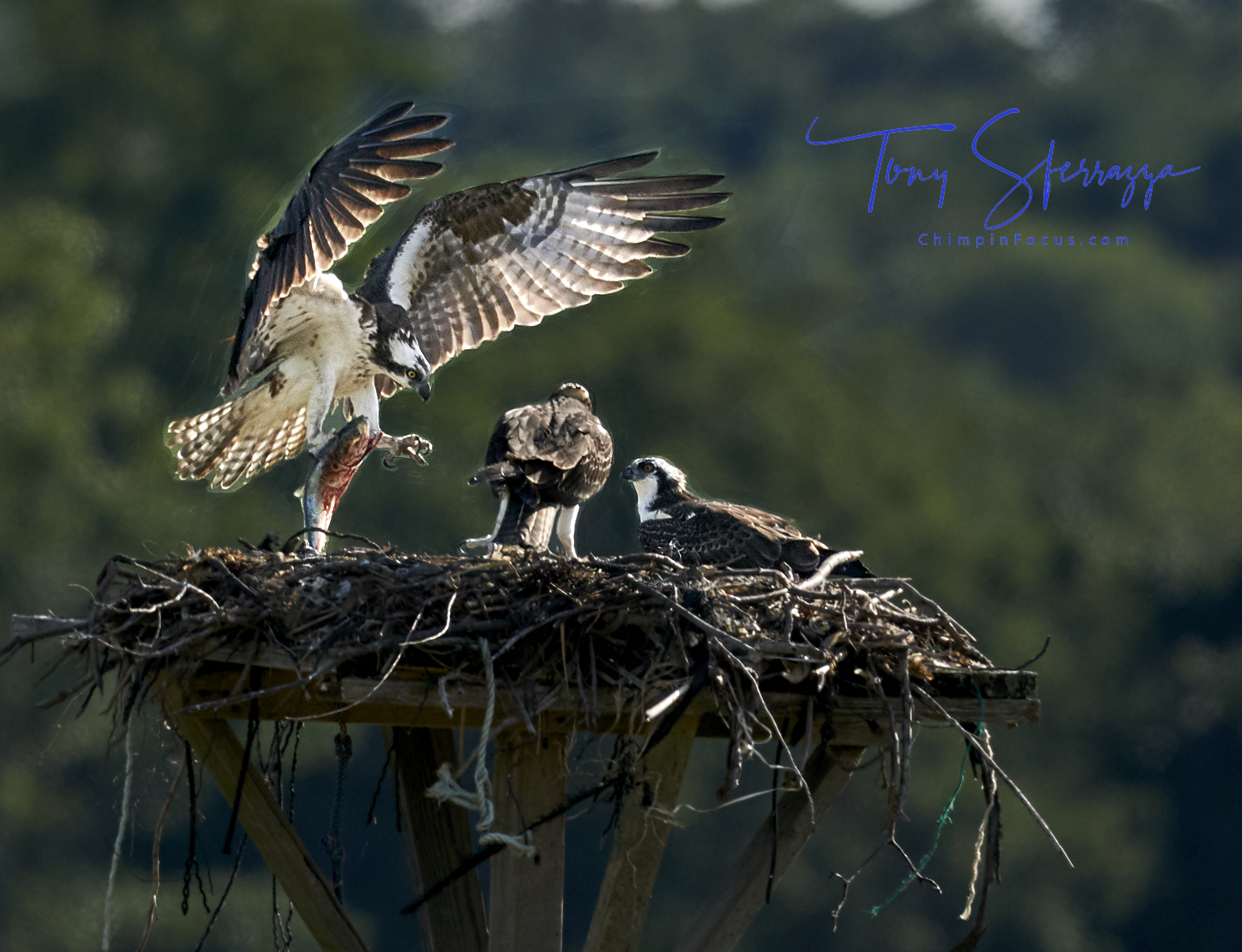 Osprey - Catch of the Day